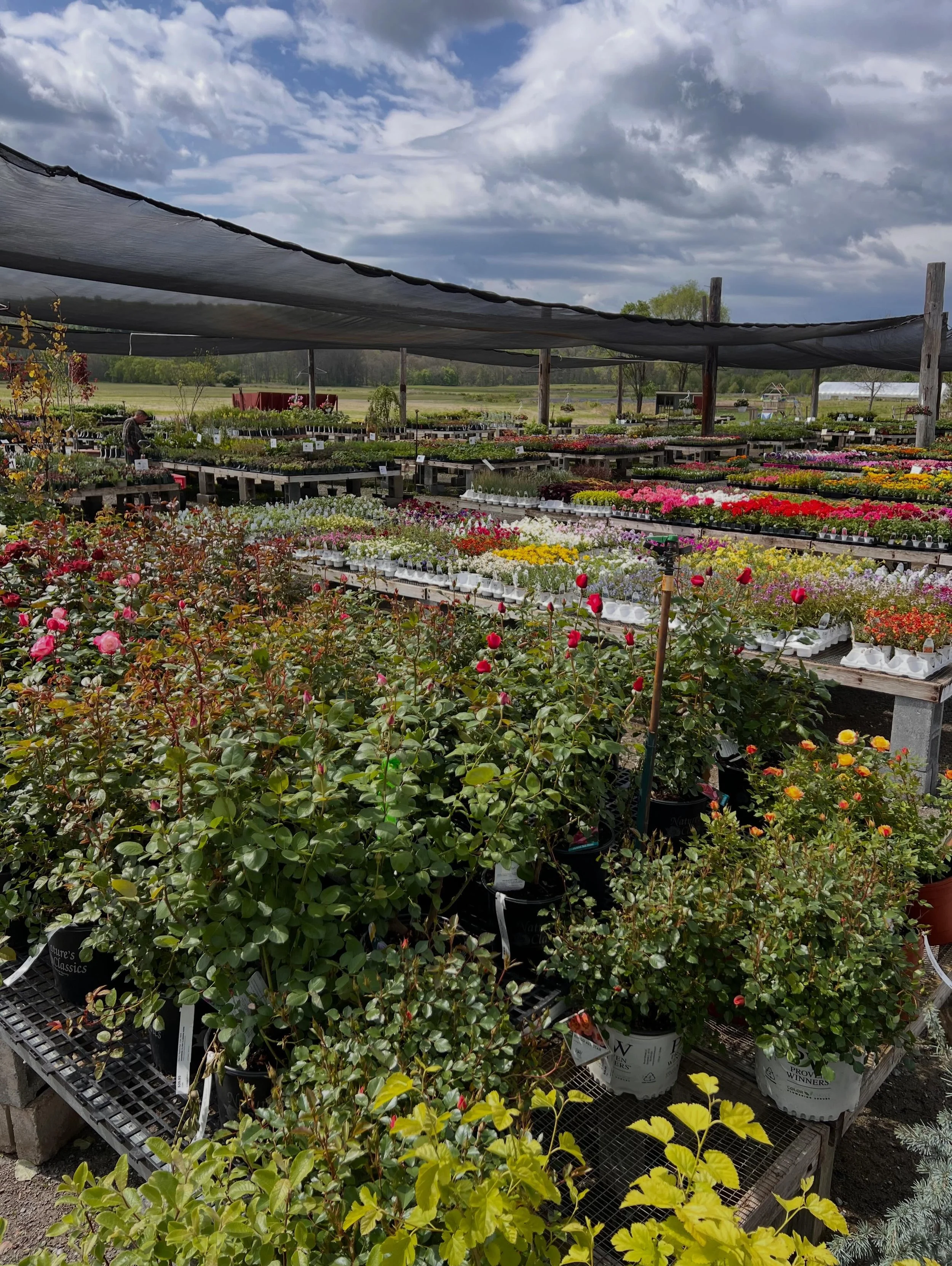Two days until Mother&rsquo;s Day 💐✨

The garden center is absolutely bursting with color and some of the prettiest blooms of the season are waiting to go home with mom 🌸

From gorgeous hanging baskets and roses to dahlias, clematis, patio pots, fr