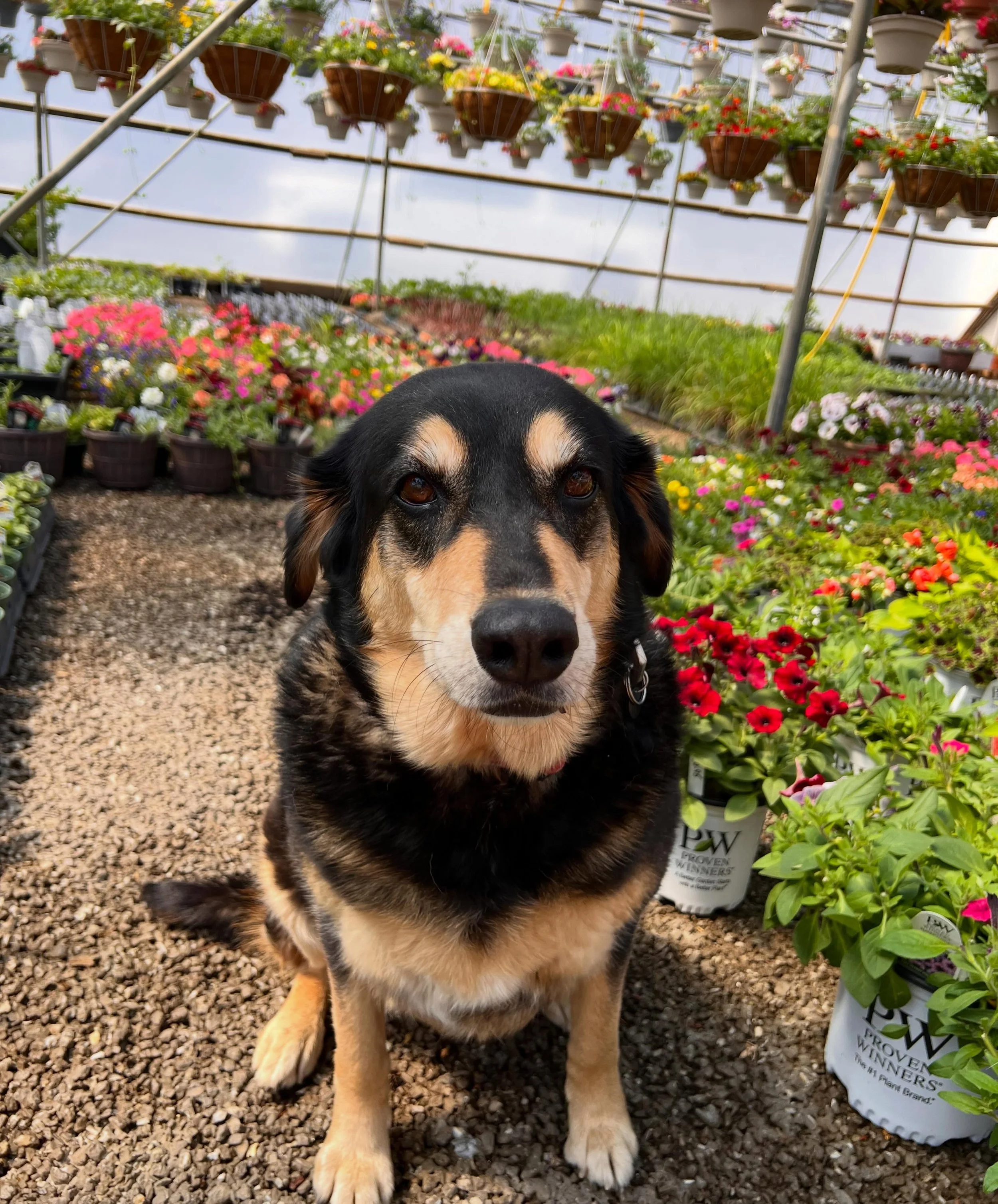 Bailey takes her job very seriously around here 🐾

She makes sure customers feel welcome and that no treat goes unnoticed 😉

Stop by and say hi&hellip;she&rsquo;ll be waiting