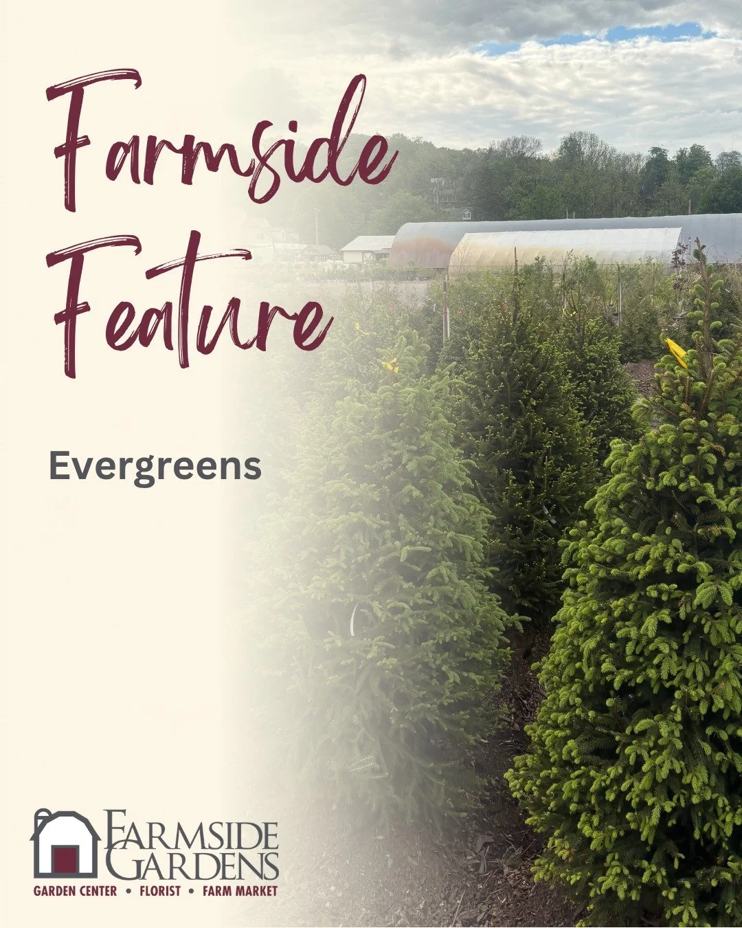 While flowers may steal the spotlight in spring, evergreens are what keep your yard looking beautiful all year long! Whether you're planting privacy screens or foundation plantings, these hardworking plants bring color, texture, and structure through