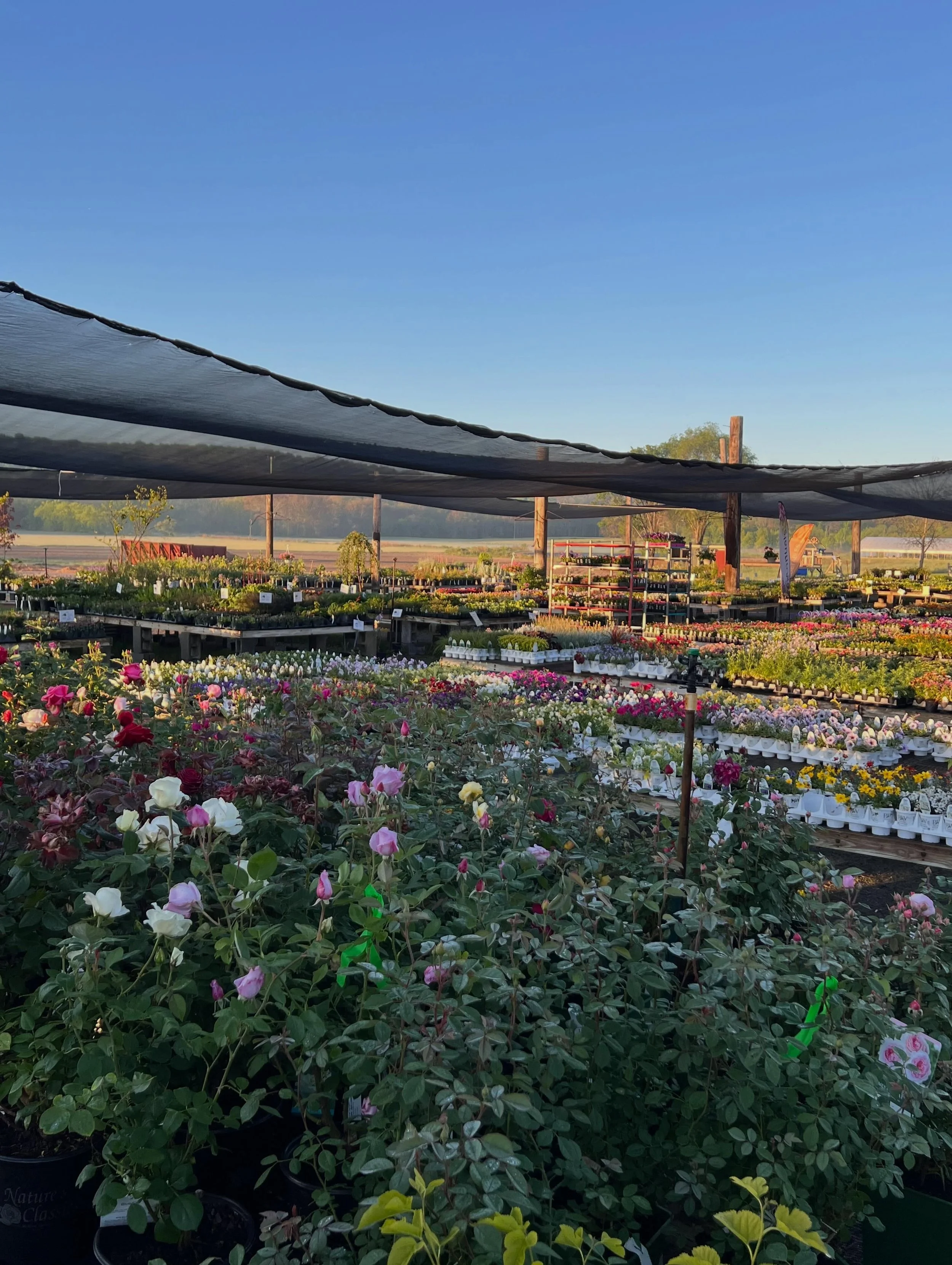 Morning stroll through the garden center ☀️
Today feels like the perfect day to get planting!

The greenhouse benches are full, the hanging baskets are bursting with color, and the nursery yard is packed with fresh trees, shrubs, and perennials !🪴

