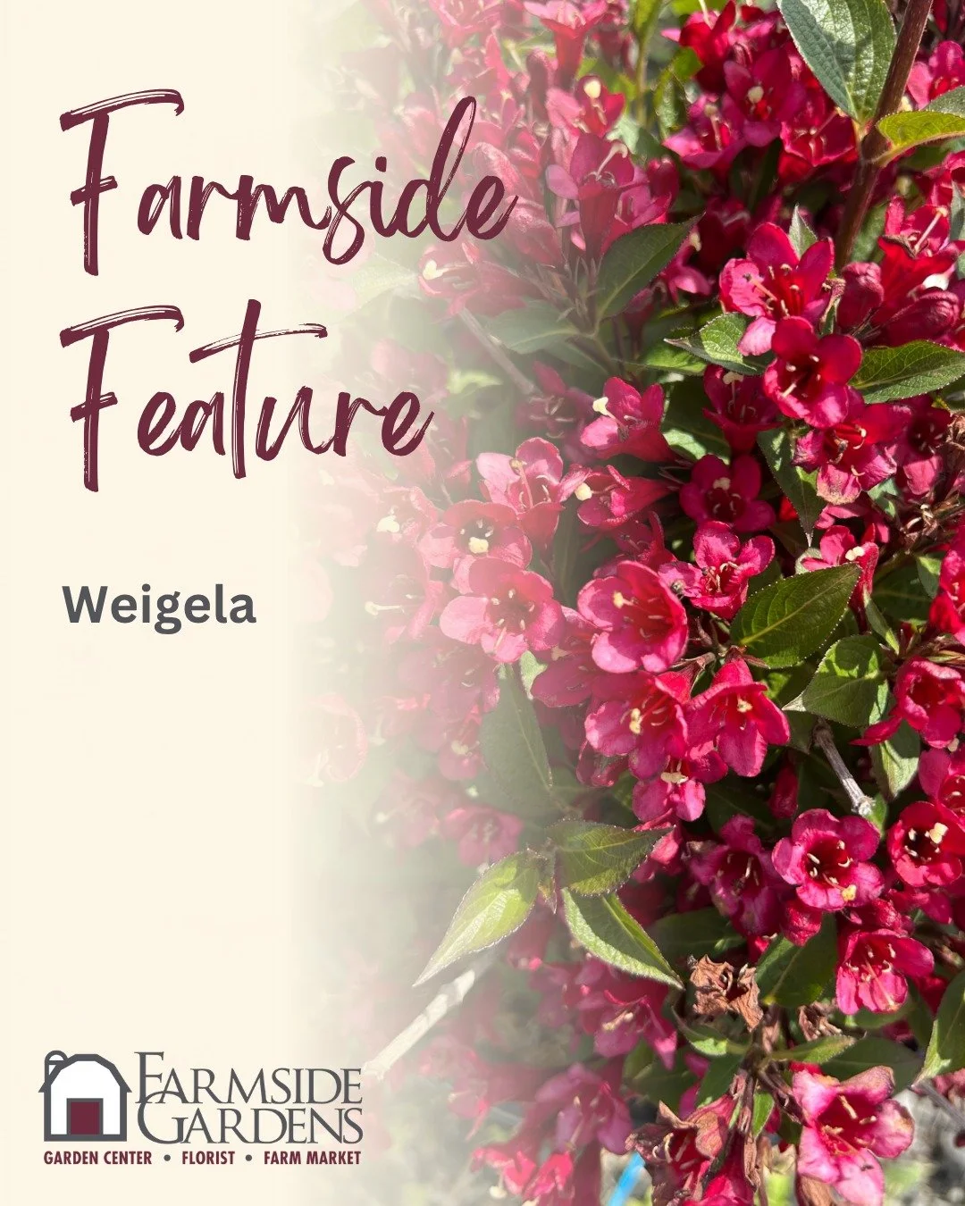 This week we're highlighting Weigela! Weigela is a shrub in the honeysuckle family, and we love it for it's beautiful late spring blooms.

Plus, it's low-maintenance and deer-resistant. 

For privacy or a pop of color, Weigela can't be beat! Come vis