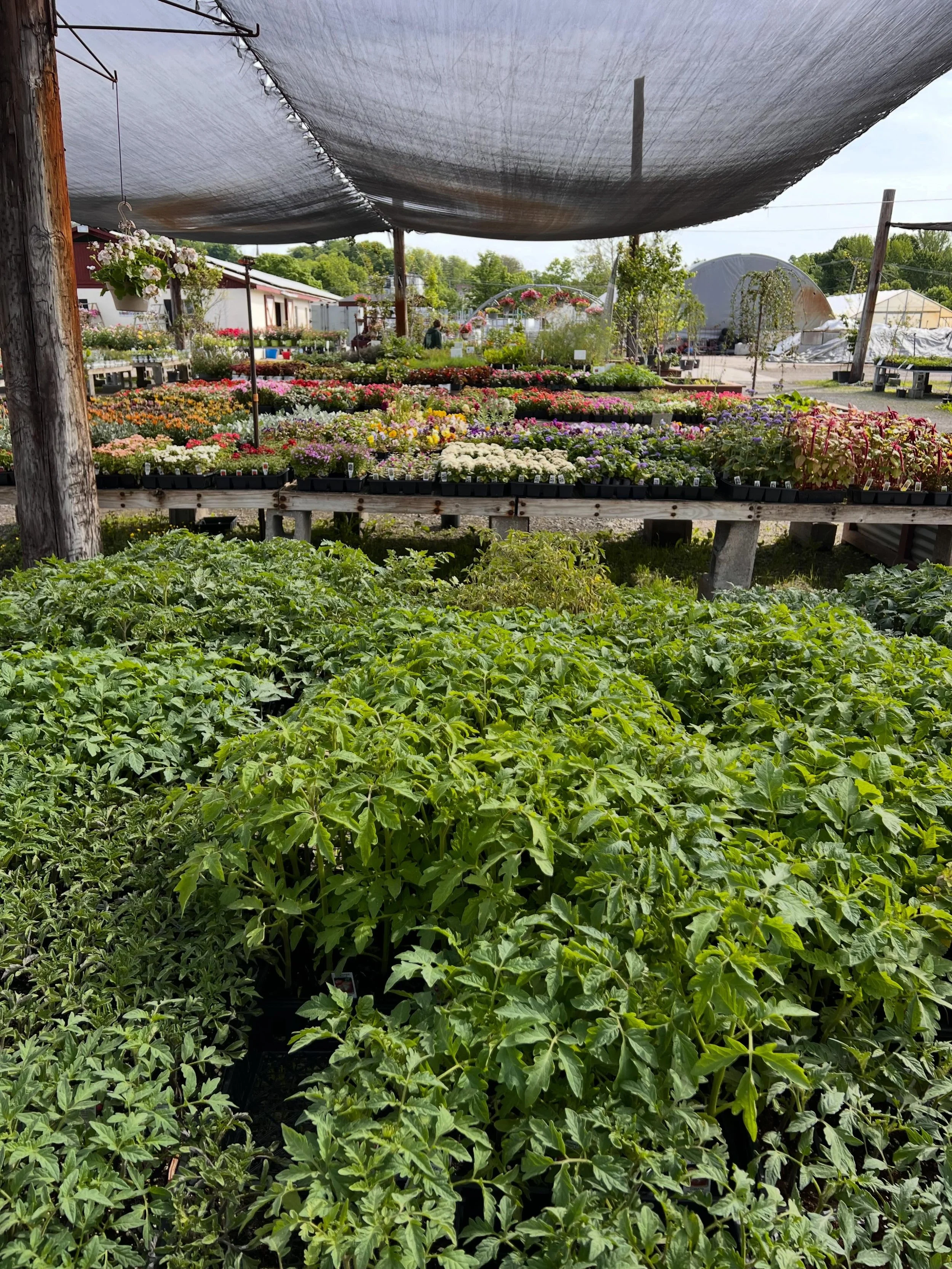 With tomorrow&rsquo;s forecast looking rainy 😞 
This is the place you want to be TODAY! 👍 

A great day to shop annuals, perennials, veggie plants, and trees!
