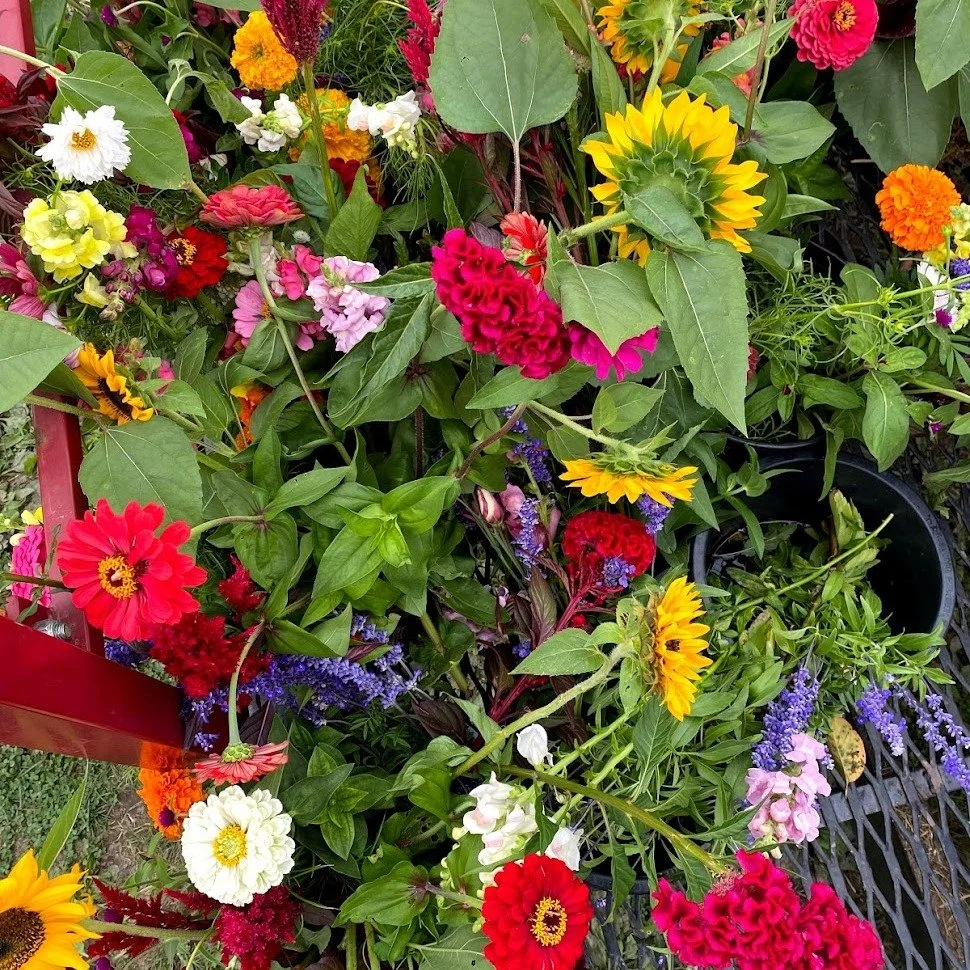 What if I told you that you could be harvesting handfuls of cut flowers from your own garden in just a few months?

It's true! We're hosting a workshop on June 6 at 2 pm, giving all the insights you need to plant and care for your very own Cut Flower