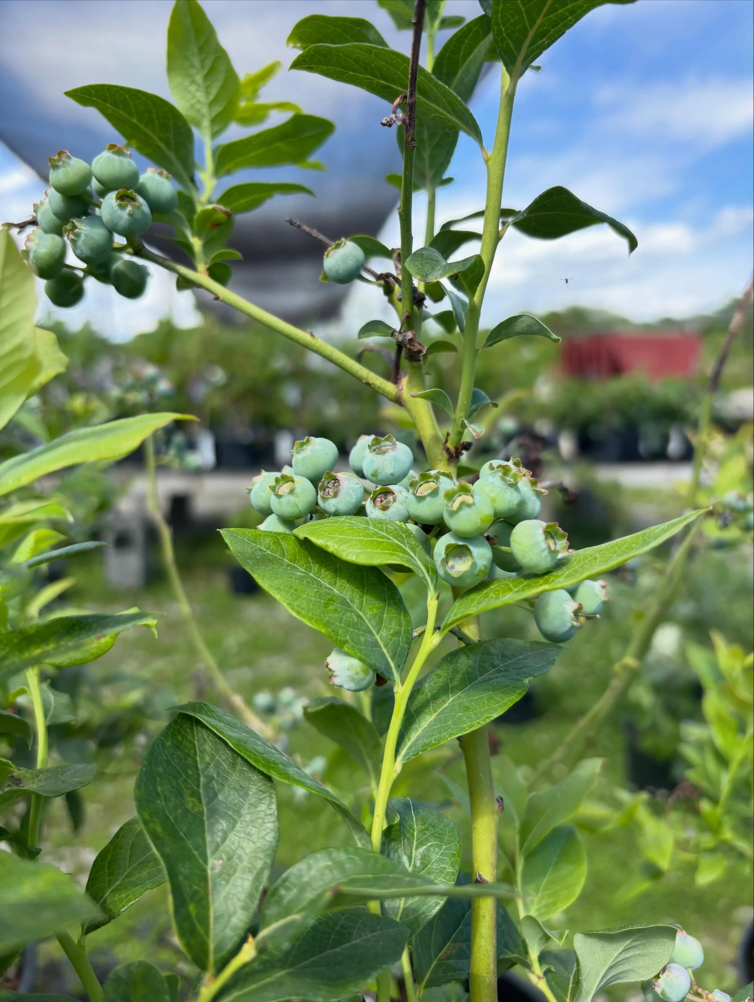 Fruit is on the way! 🍑🍎🫐

From blueberry bushes loaded with future berries to fruit trees that will provide harvests for years to come, now is one of the best times to plant.

Imagine stepping outside to pick fresh blueberries for pancakes, peache
