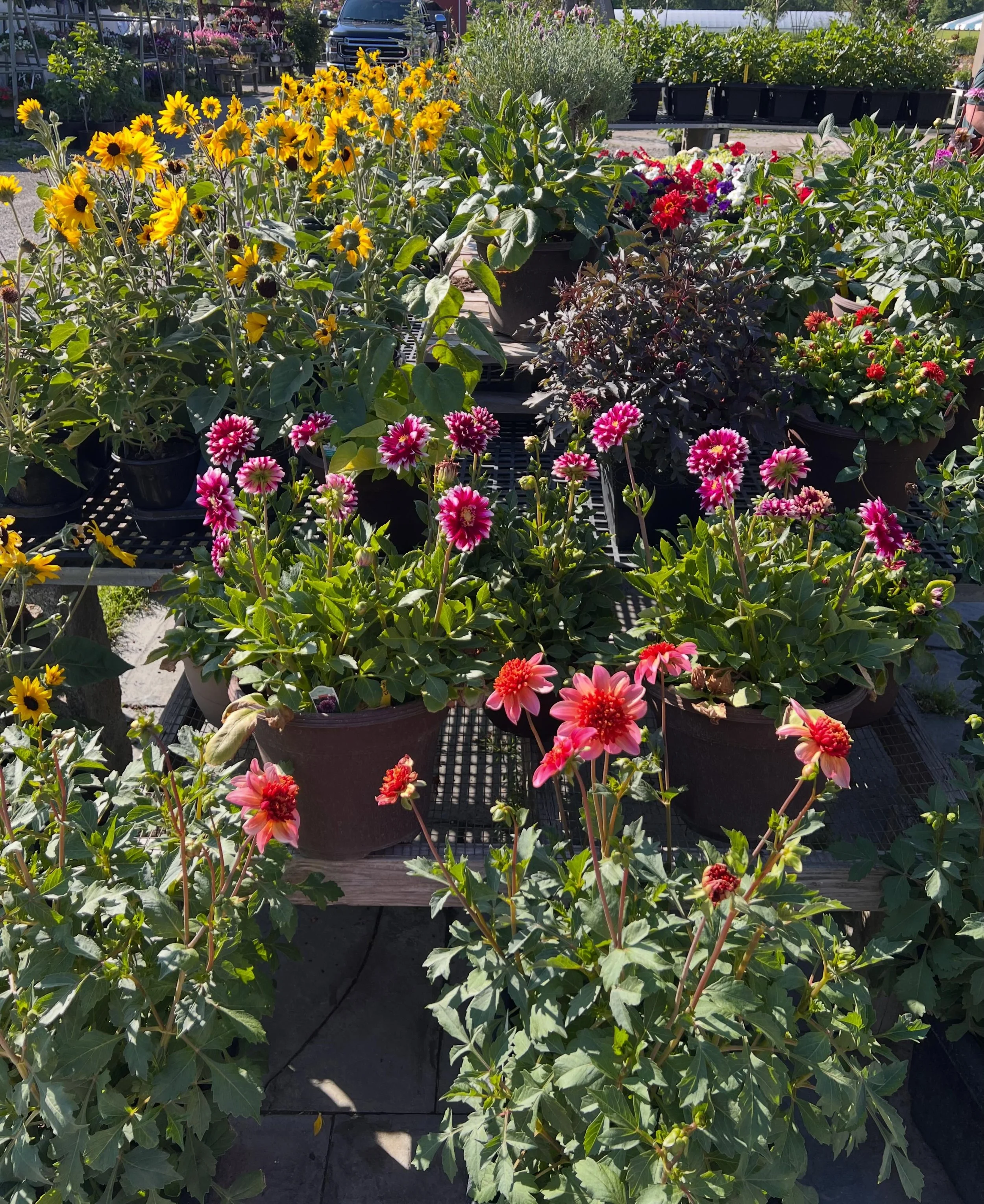Did you know many of these varieties make excellent cut flowers too? 🌻🌸

Plant them now and enjoy fresh bouquets from your own backyard all season long.

Which one would you take home today?