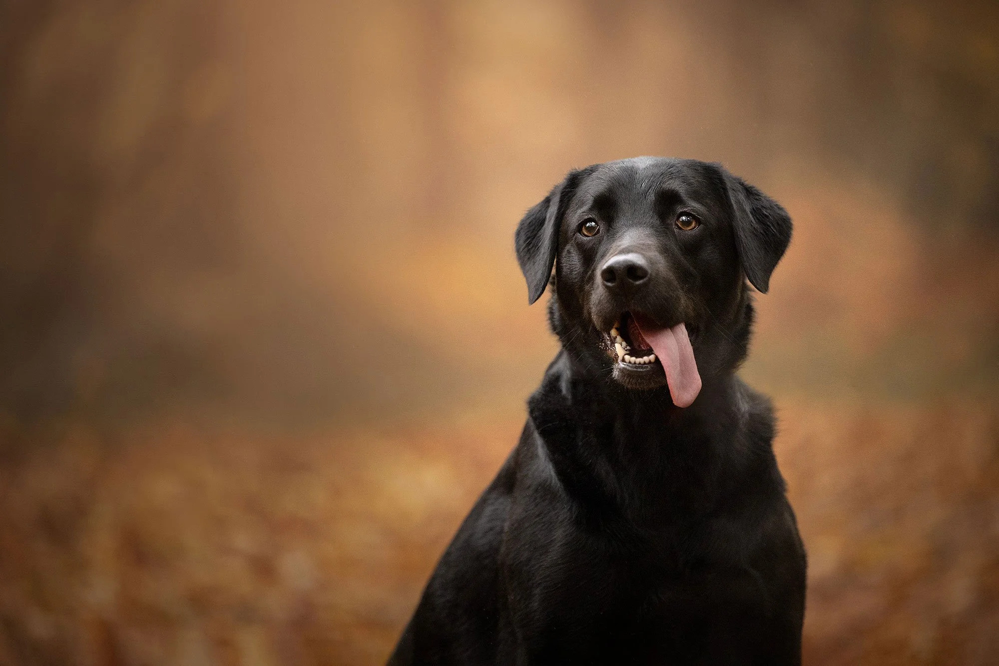 Elis_Brown_Dog_Photography.jpg
