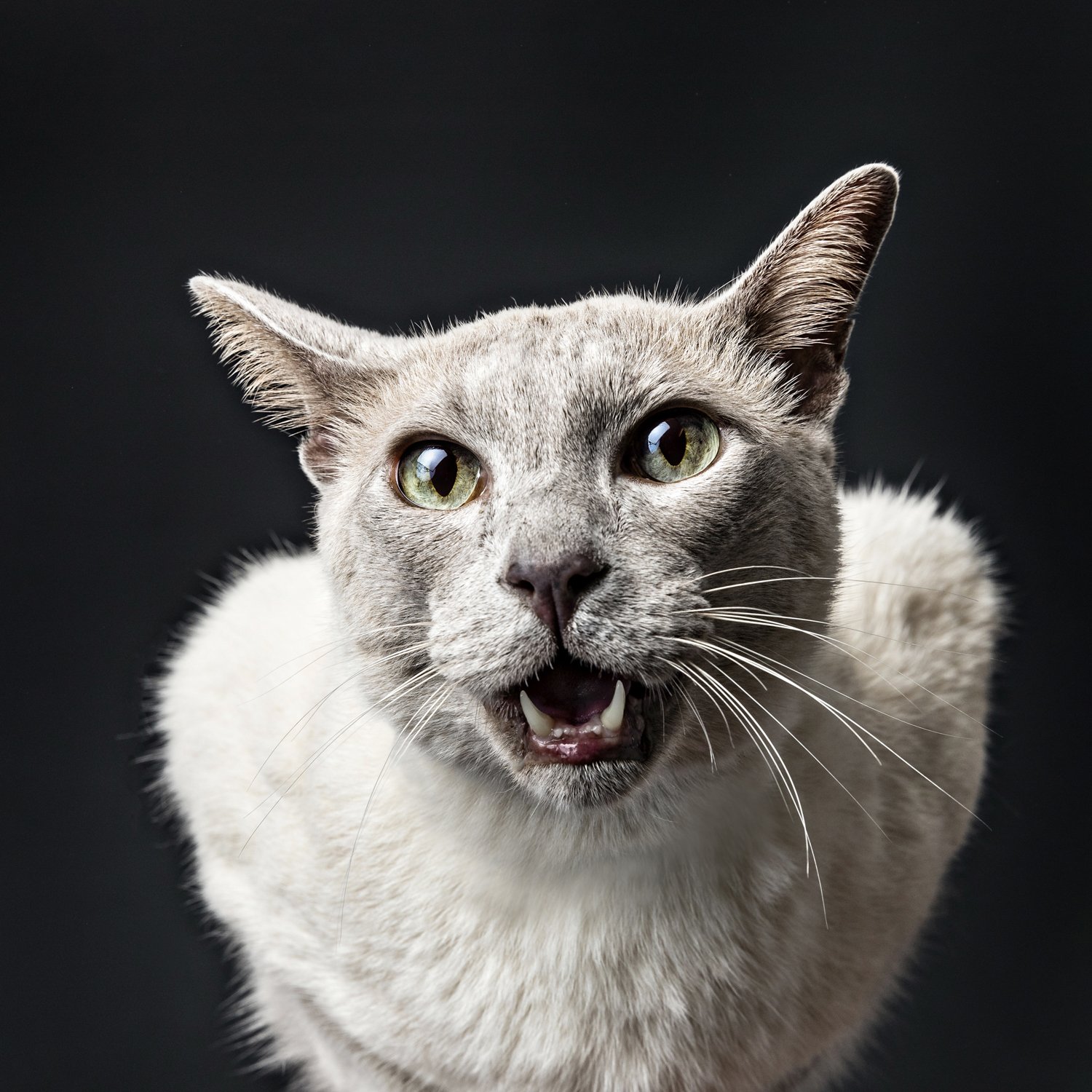 ARTIS STUDIOS PHOTOGRAPHY7-13.jpg