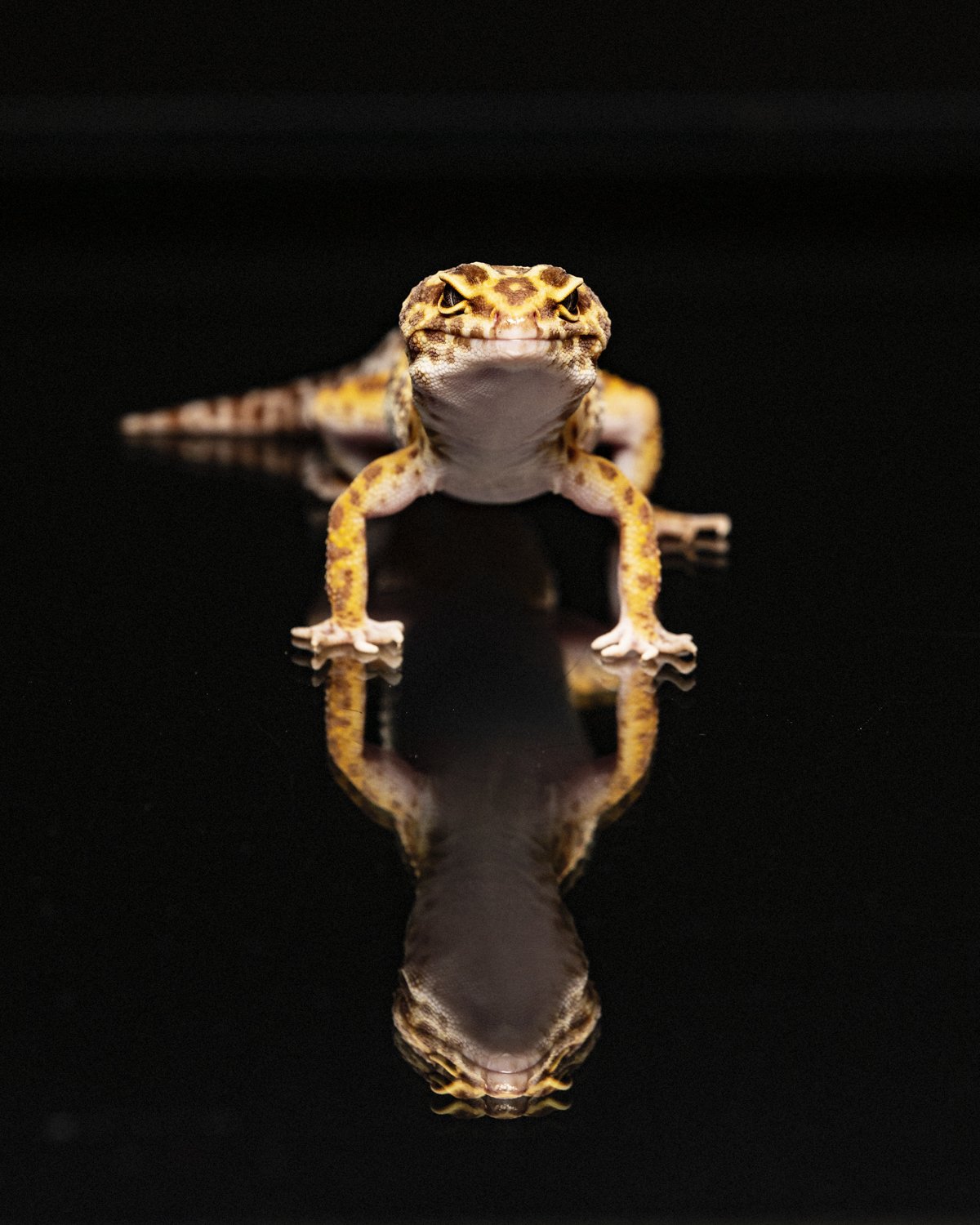 ARTIS STUDIOS PHOTOGRAPHY7-14.jpg