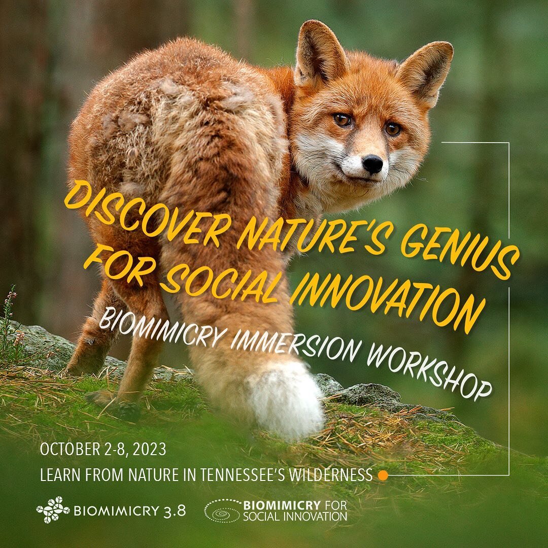 @bsisocial and @biomimicry38 are offering an amazing opportunity to participate in their next immersion workshop, &quot;Discover Nature's Genius for Social Innovation in Tennessee.&rdquo; The workshop, to be held from October 2-8, is designed for par