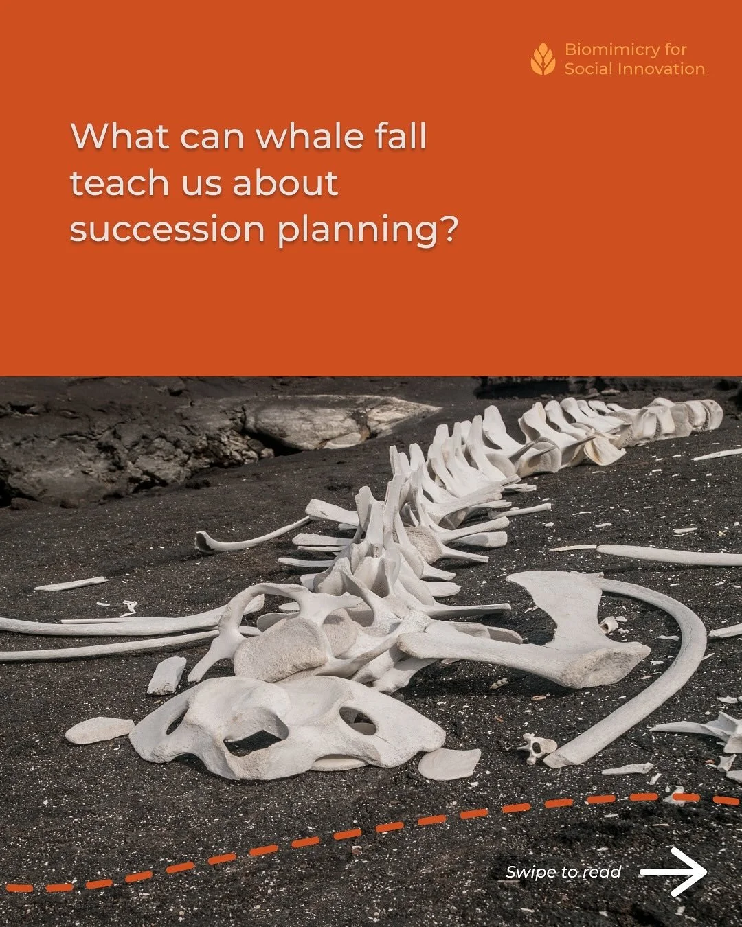 π What can whale fall teach us about succession planning? 
To summon the spooky season, we’re learning from the haunting, shadowy, and ghostly organisms of the natural world for social innovation. Today we’re exploring the fascinating t