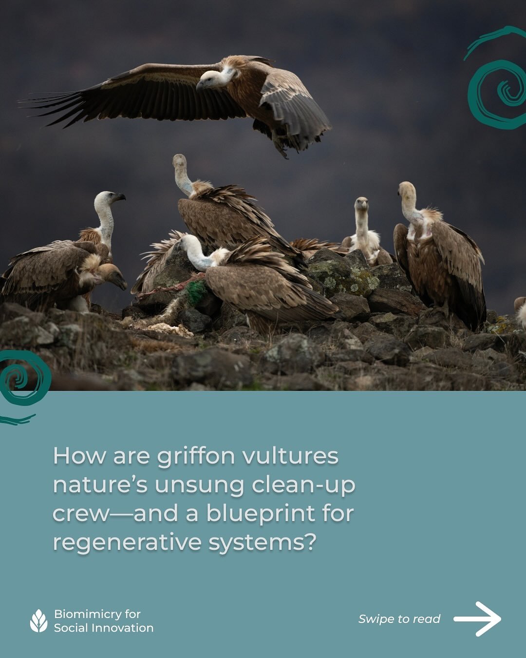 🦅 How are griffon vultures nature&rsquo;s unsung clean-up crew&mdash;and a blueprint for regenerative systems? 

To summon the spooky season, we&rsquo;re exploring what wisdom might we unearth in the creepy, crawly, ghostly side of nature.

Many hau
