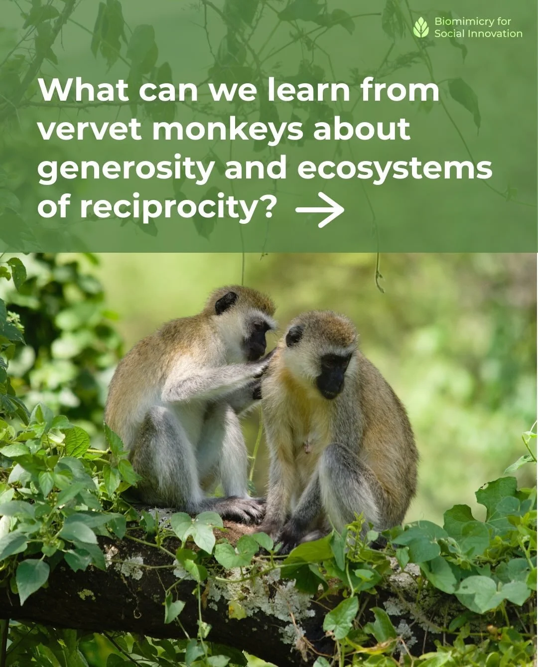 🐒 We&rsquo;ve been sitting with a fascinating study on vervet monkeys this week, one that feels relevant to the moment we&rsquo;re in with Biomimicry for Social Innovation.

As we enter our Winter Giving season, we&rsquo;re thinking about what it me