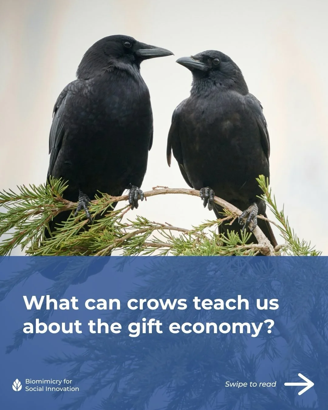 🐦&zwj;⬛ On cold winter mornings, you might see crows or other corvids gathering in the bare branches &ndash; black silhouettes against a pale sky, calling to one another. What we can&rsquo;t see from the sidewalk is the generosity being exchanged wi