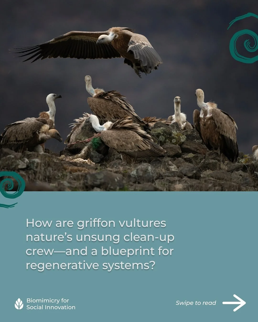 🦅 How are griffon vultures nature&rsquo;s unsung clean-up crew&mdash;and a blueprint for regenerative systems? 

To summon the spooky season, we&rsquo;re exploring what wisdom might we unearth in the creepy, crawly, ghostly side of nature.

Many hau