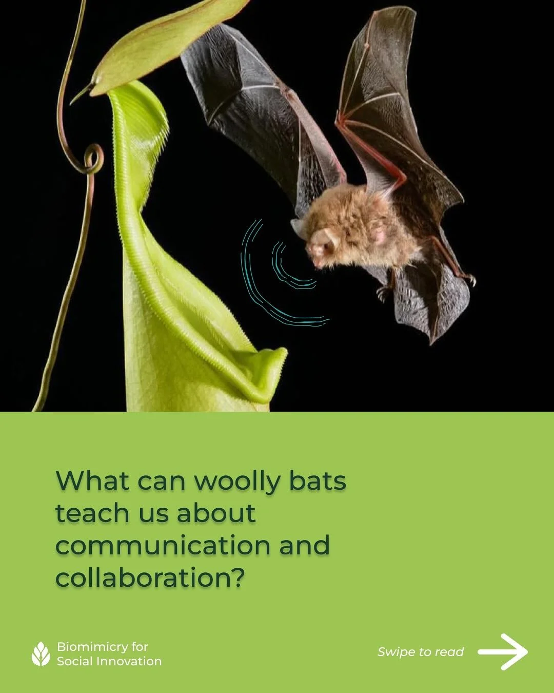 🦇🌿What can woolly bats teach us about communication and collaboration? 

To summon the spooky season, we&rsquo;re learning from the haunting, shadowy, and ghostly organisms of the natural world for social innovation. 👻

While bats are often associ