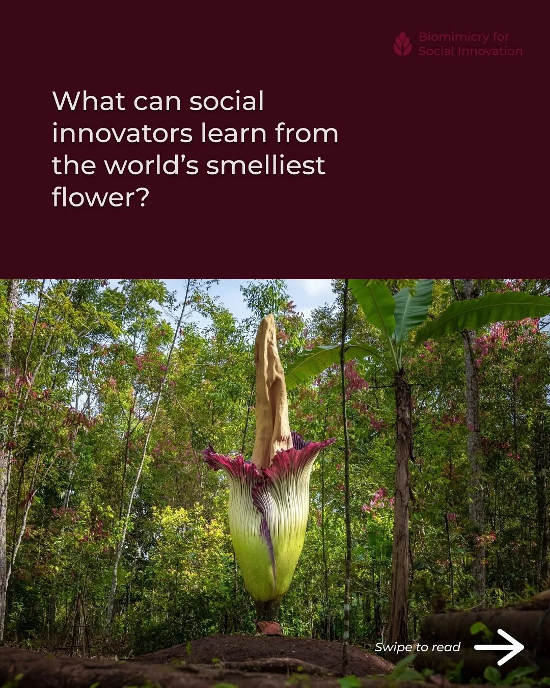🌺 What can social innovators learn from the world&rsquo;s smelliest flower? 

As Halloween and Dia De los Muertos near in the Northern hemisphere, we&rsquo;re taking time to learn from nature&rsquo;s spooky side &ndash; the haunting, shadowy, and gh