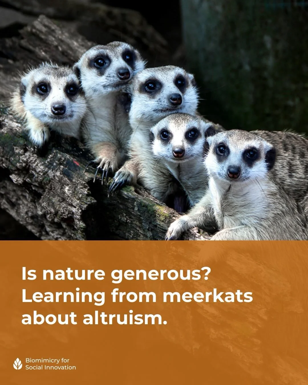 🎁🌱 As we move through Giving Season, we&rsquo;re taking inspiration from acts of generosity in nature.

If BSI&rsquo;s work has supported or inspired you this year, we invite you to make a Winter Gift and help nurture the ecosystem we&rsquo;re buil