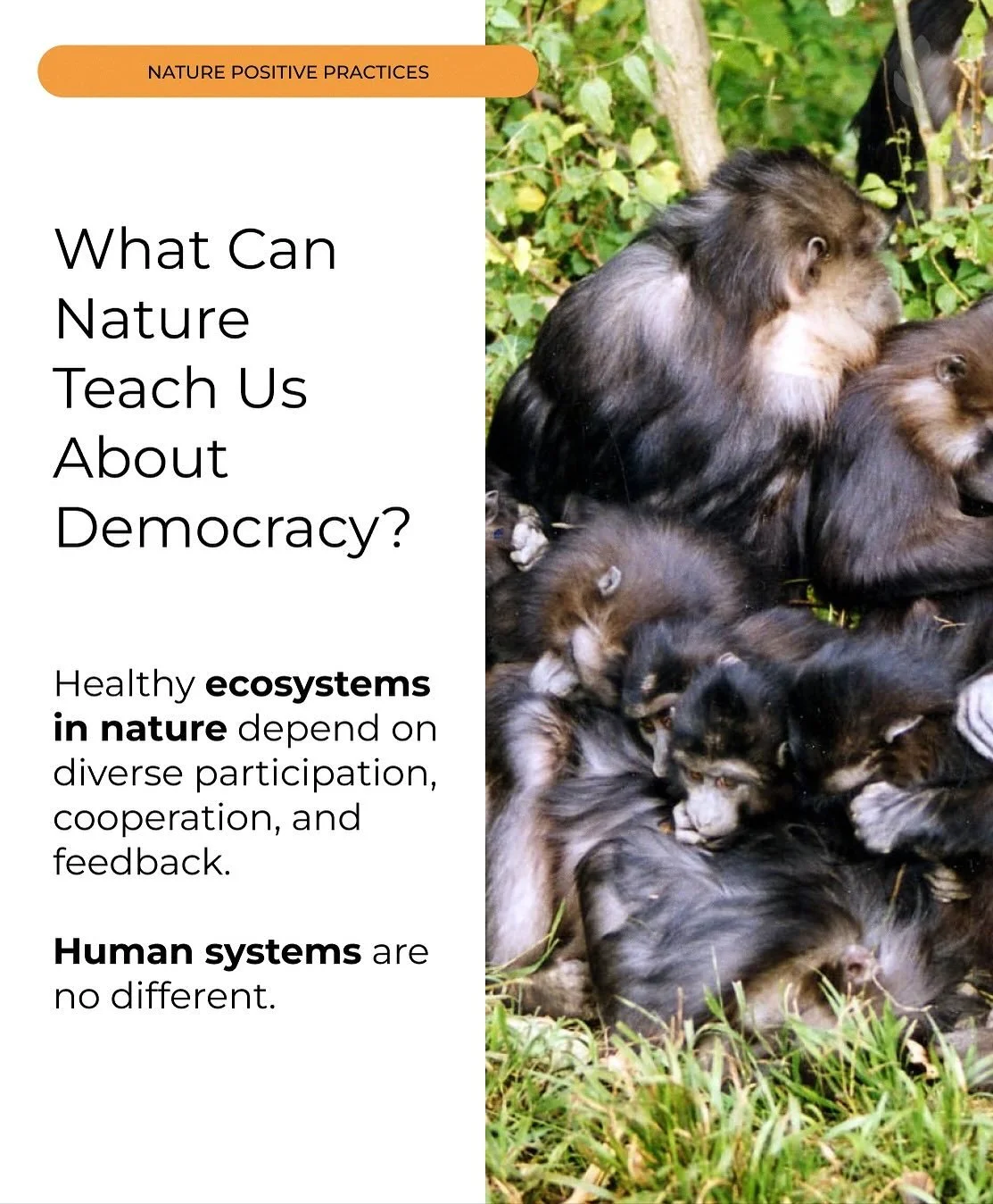 🌿 What Can Nature Teach Us About Democracy?

This election season we&rsquo;re reminded that healthy ecosystems in nature depend on diverse participation, cooperation, and feedback.

If you&rsquo;re curious to learn more, our Nature Positive Practice