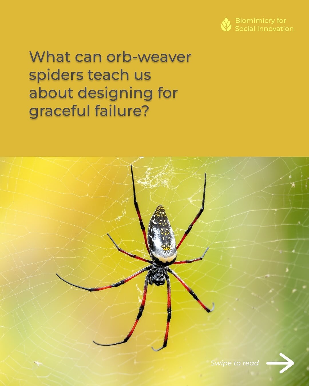 🕸️ What can orb-weaver spiders teach us about designing for graceful failure?

Orb-weaver spiders build the spiral wheel-shaped webs often found in the corners of haunted houses, spooky forests, and vampire lairs. Whether wind, rain, or a full-moon 