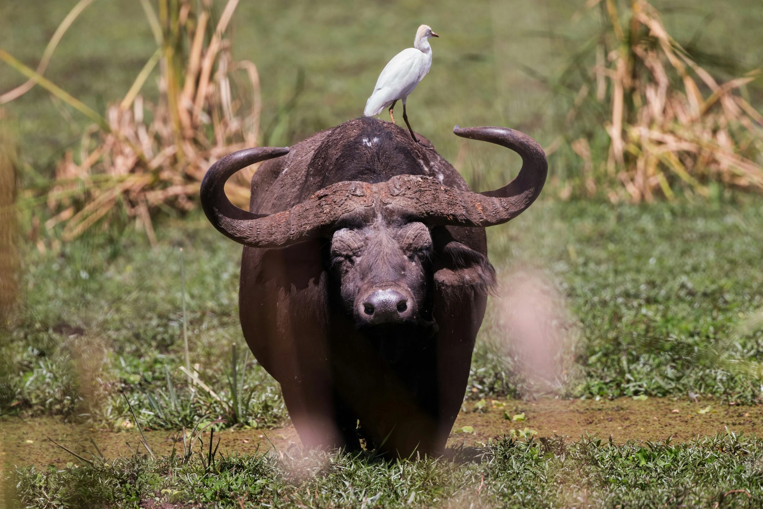 Biomimicry, Democracy, and Nature-Inspired Governance