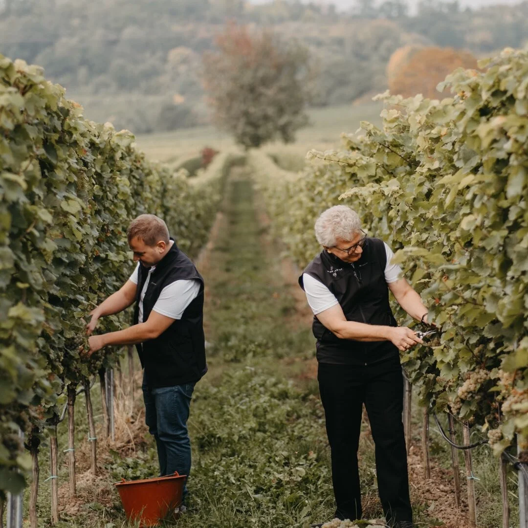 Weinlese 2021!
#wine #wein #weinlese #buehler