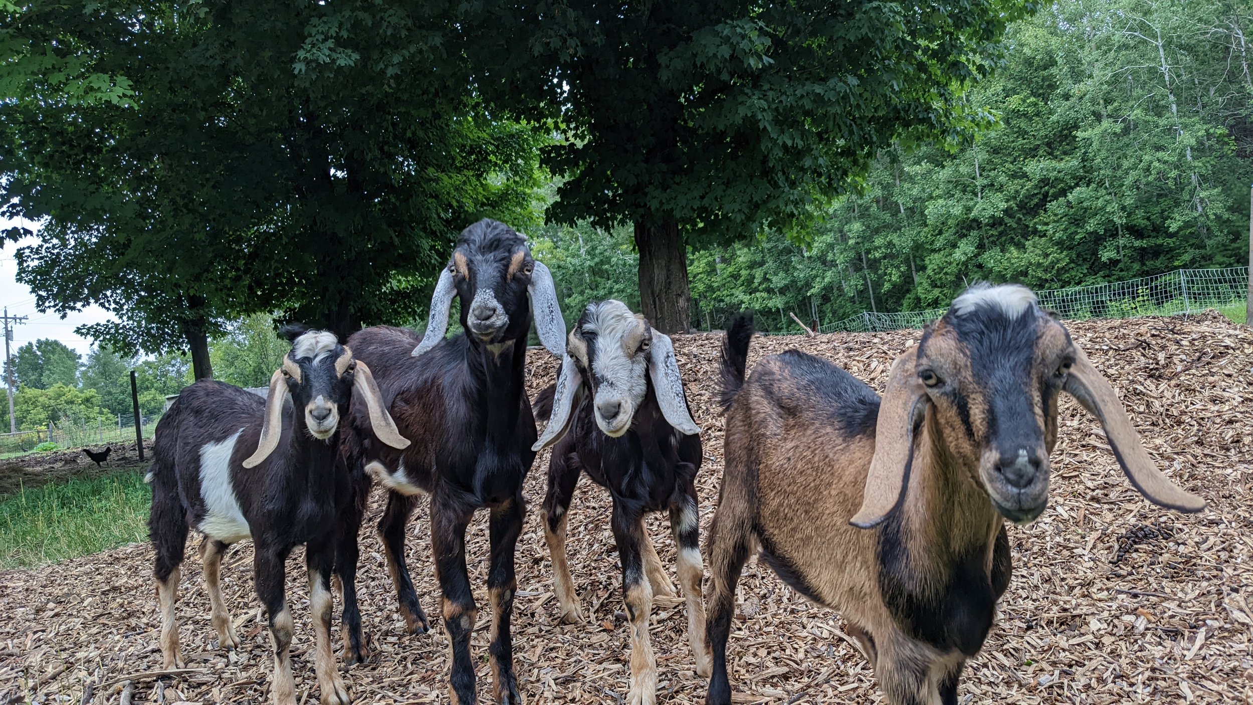 Goat (Whole/Half/Quarter) Share