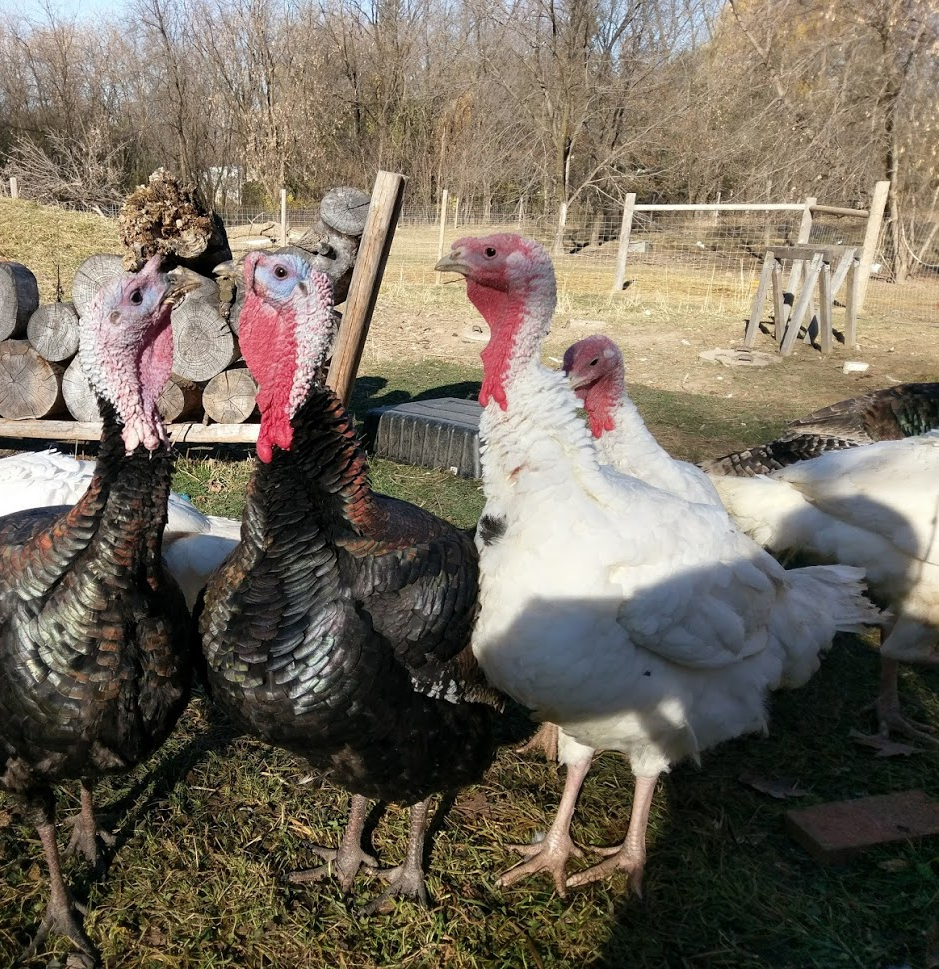Turkeys3.png