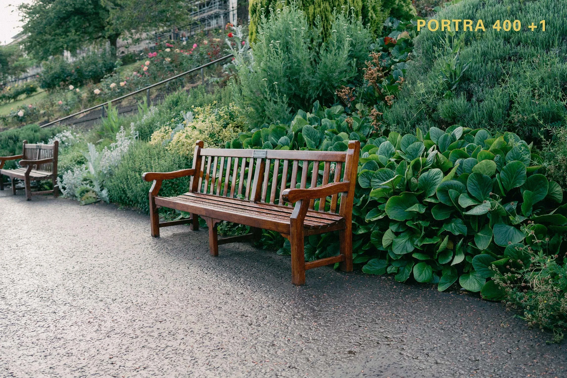 Kodak Portra 400 Lightroom Presets
