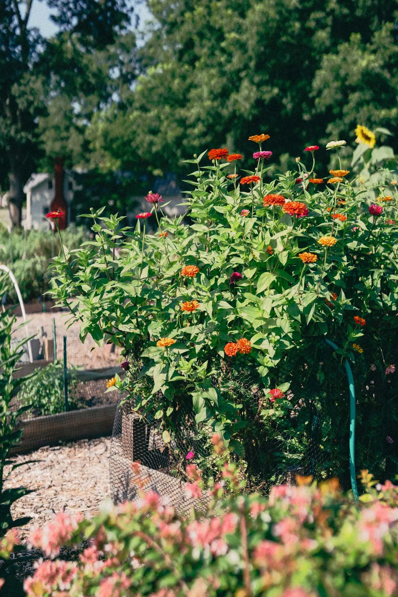 DIGITAL - Superia Premium 400 Lightroom Profile