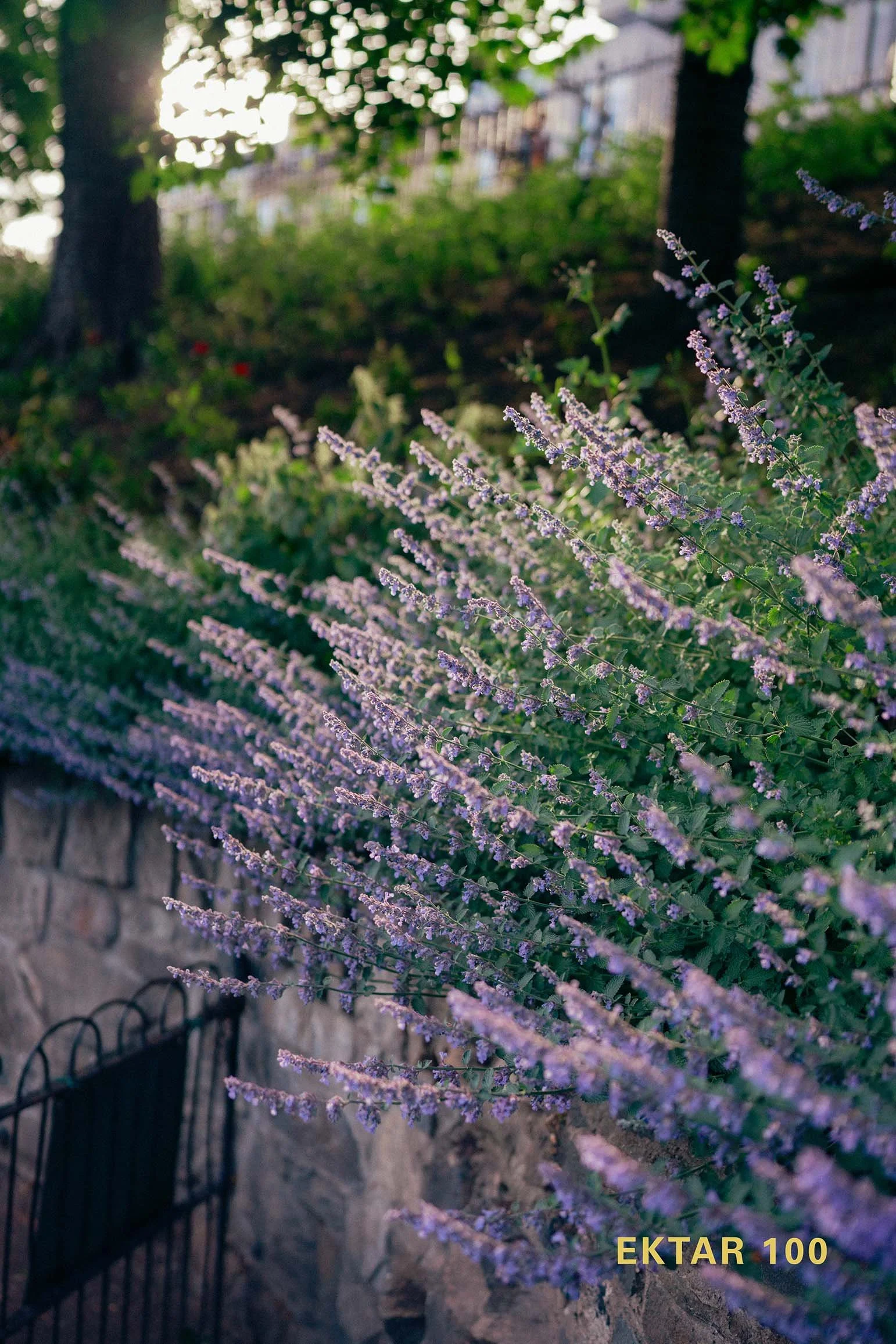 Kodak Ektar Lightroom Film Preset