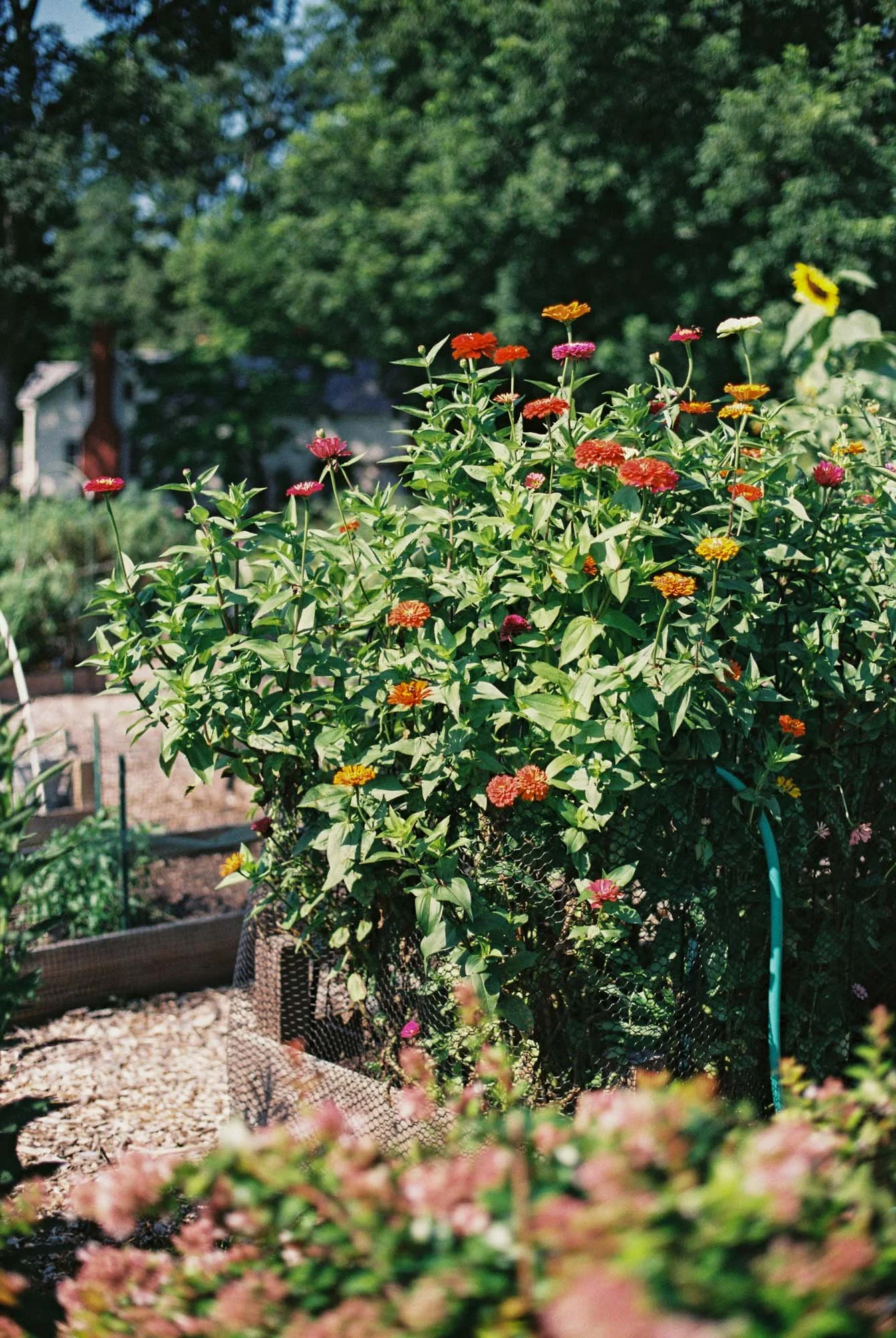 FILM - Fuji Superia Premium 400
