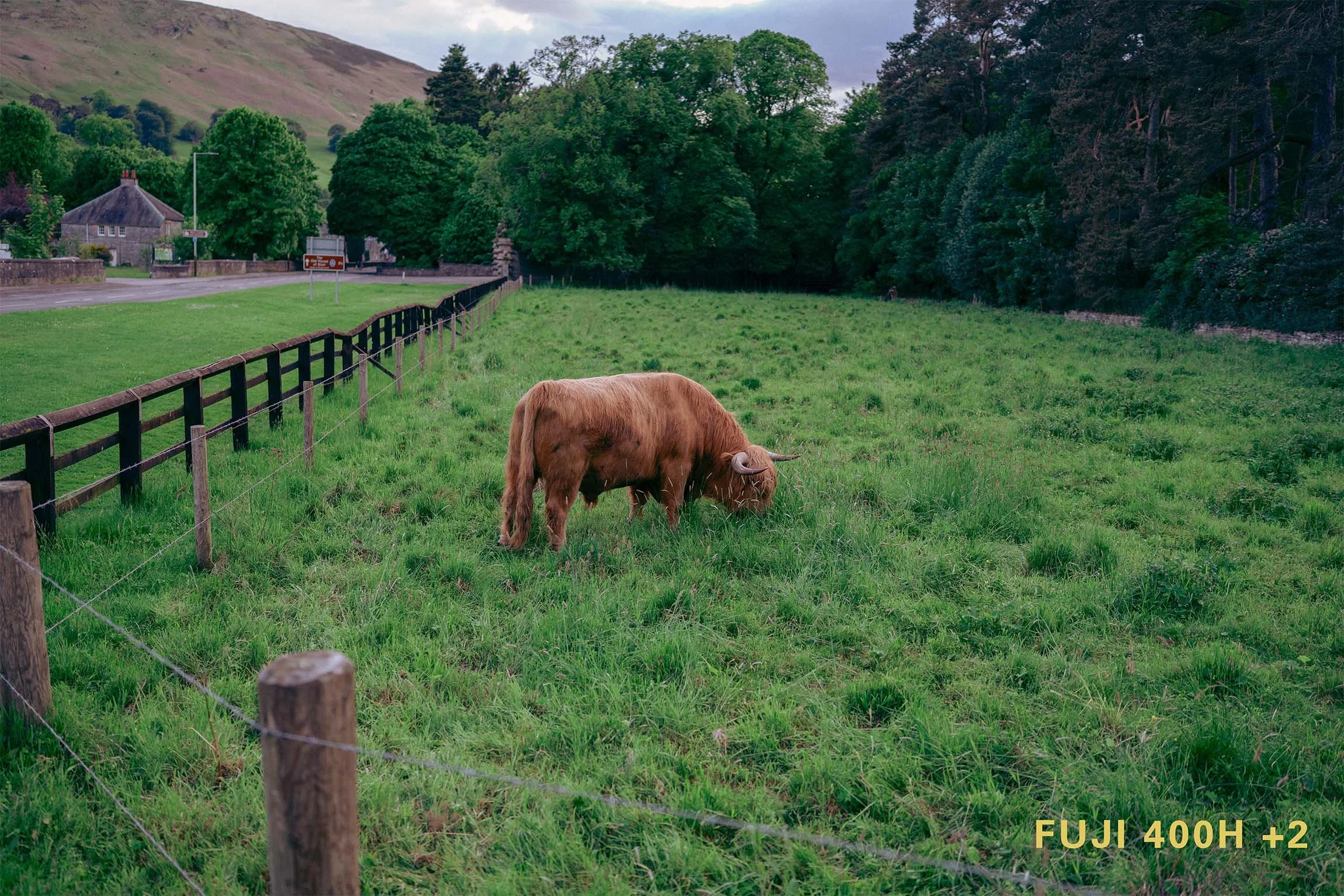 Fujifilm 400H Highland Cow