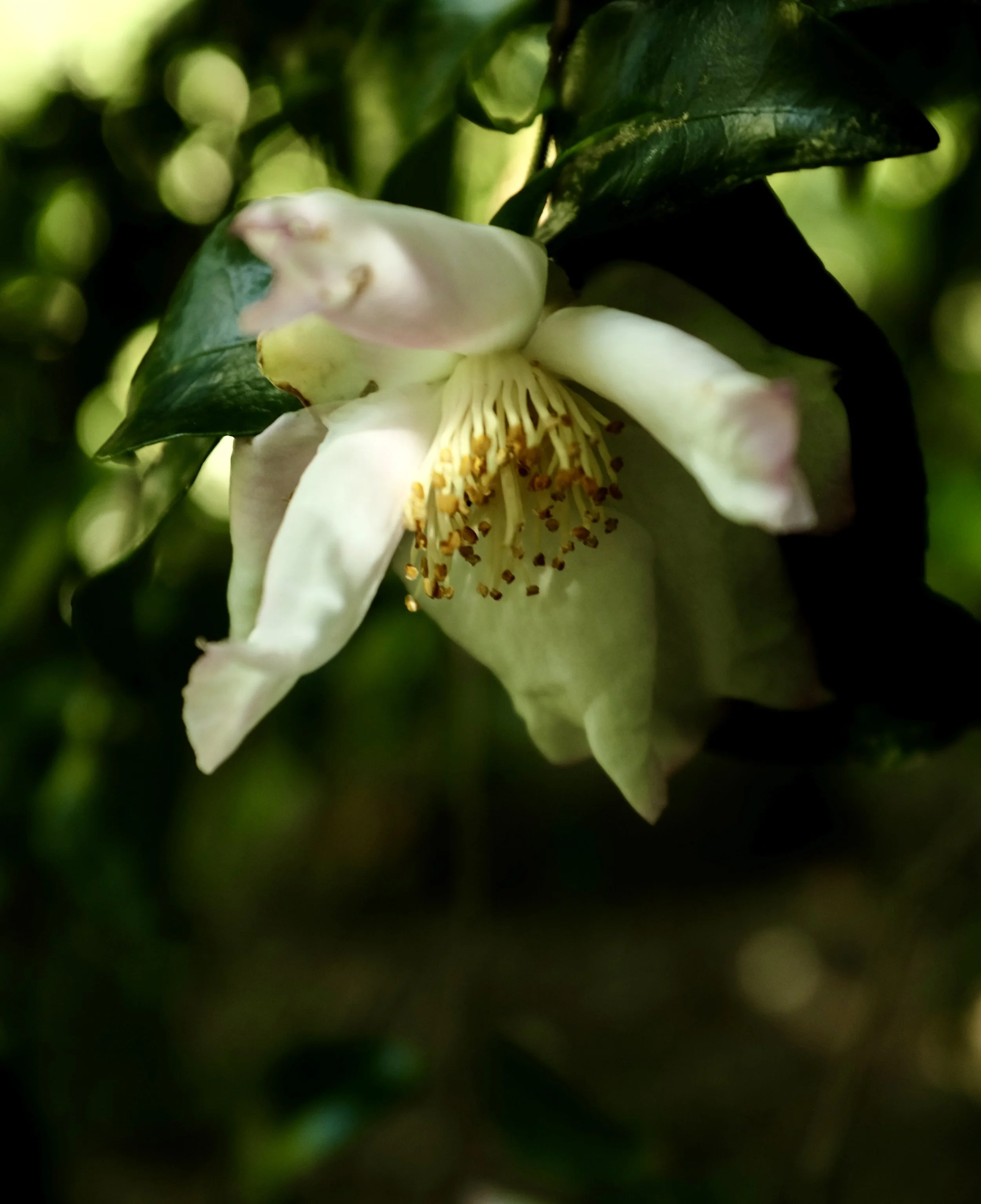 DSCF6290.jpg