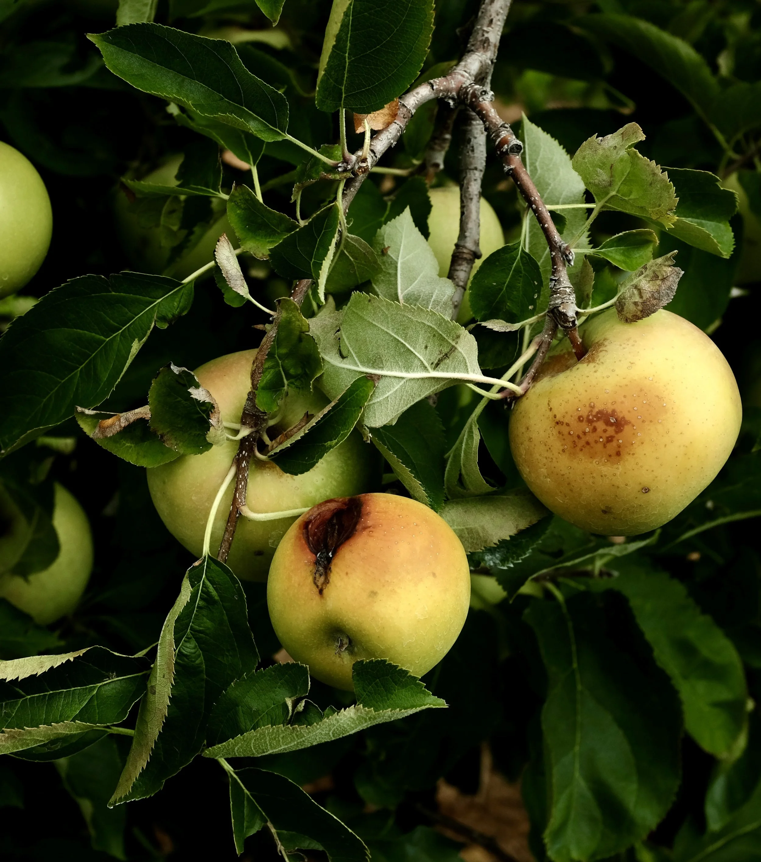 DSCF6146.jpg
