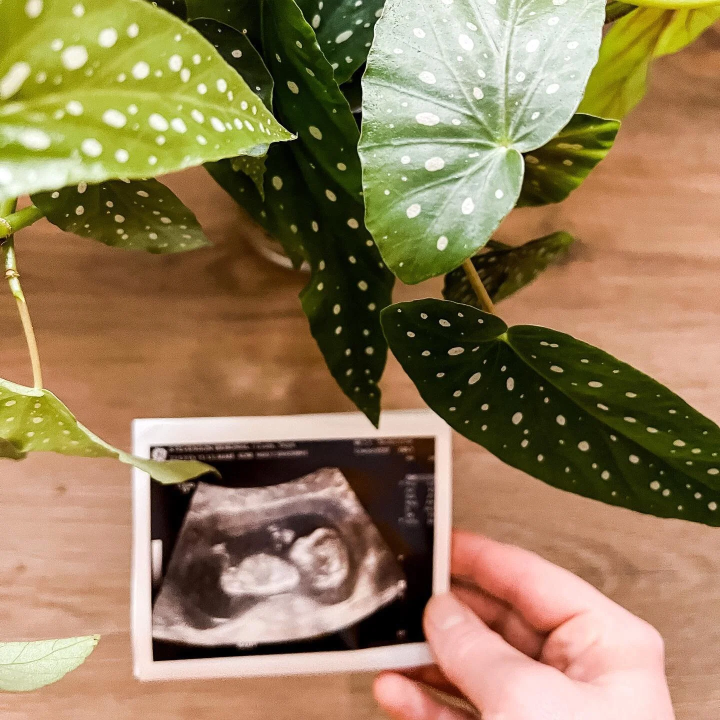 One more to adore 🤰🏼💕 been a little MIA on here because life has been running fast in the background.