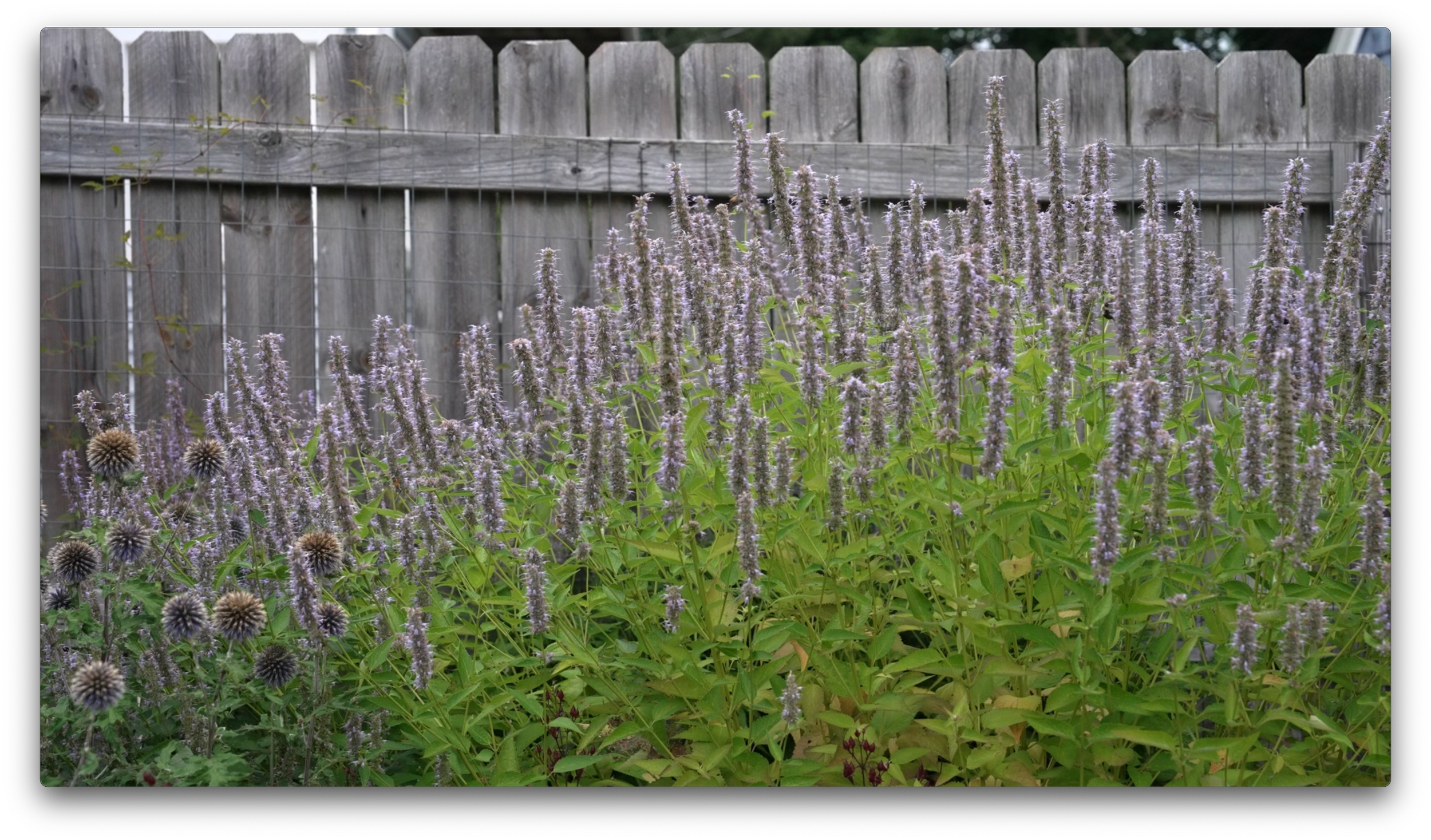 agastache-foeniculum.png