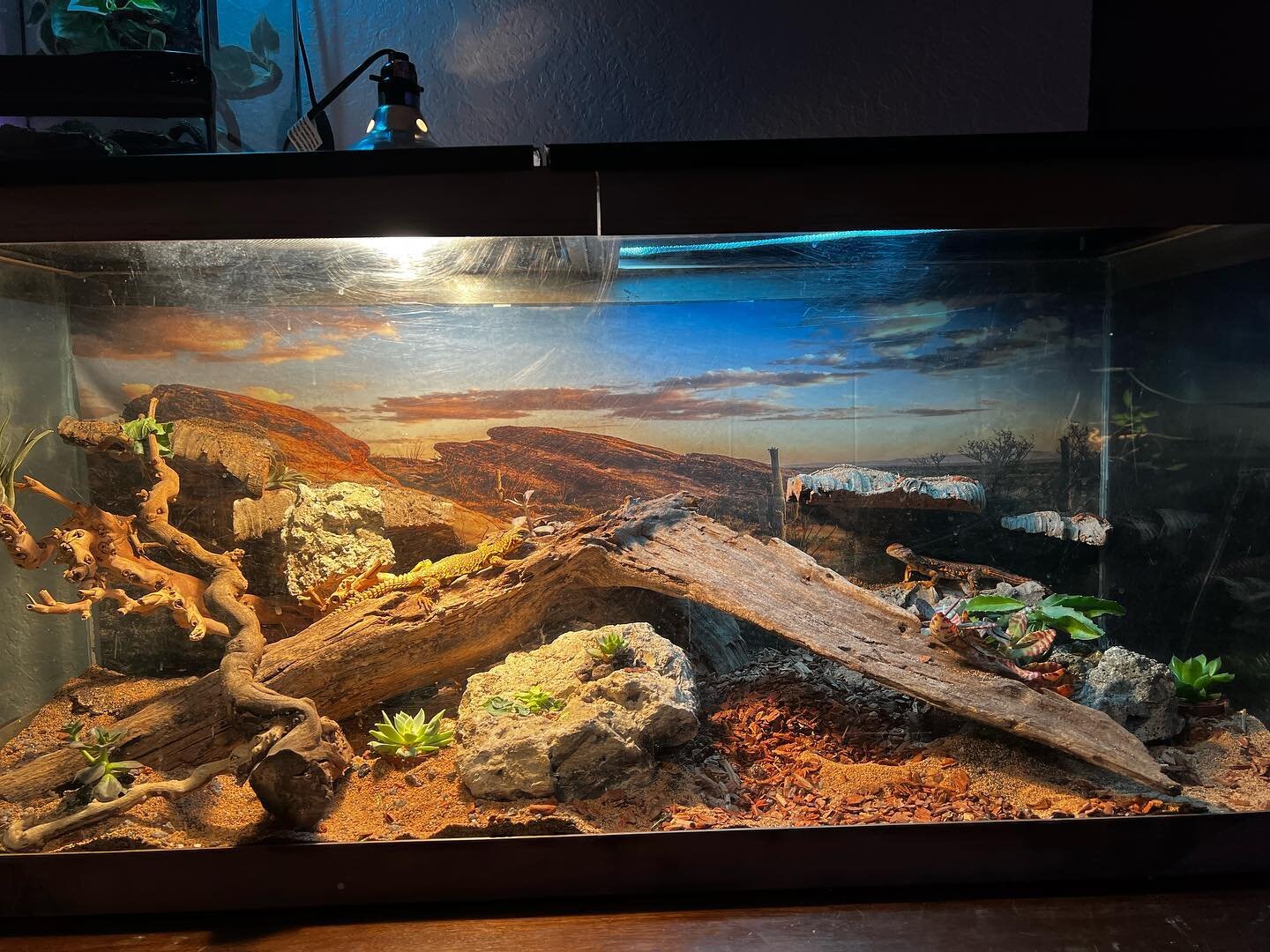 Uromastyx desert ✅ #uromastyx #desertlife #getwiththeprogram