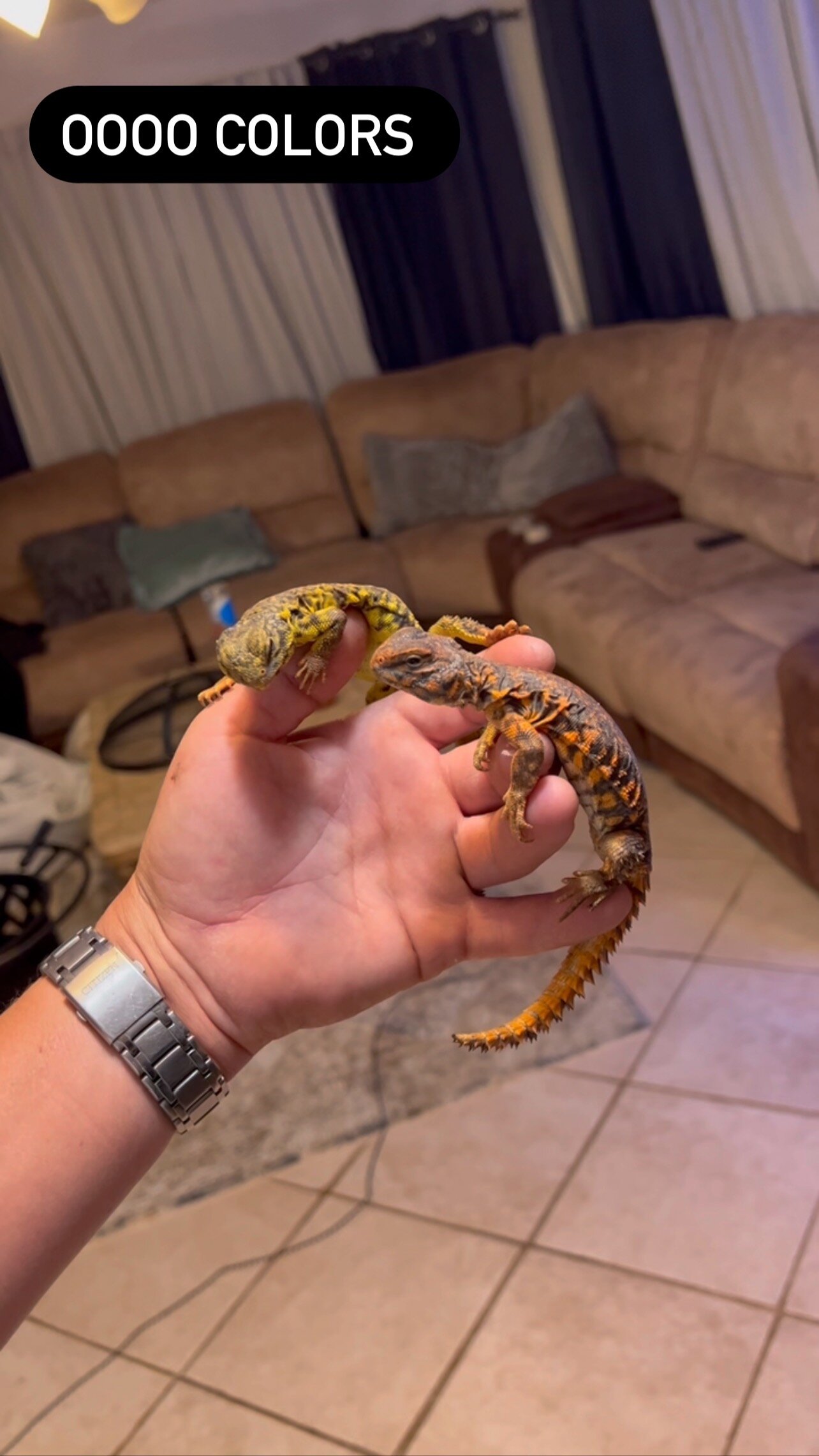 #uromastyx looking good “)