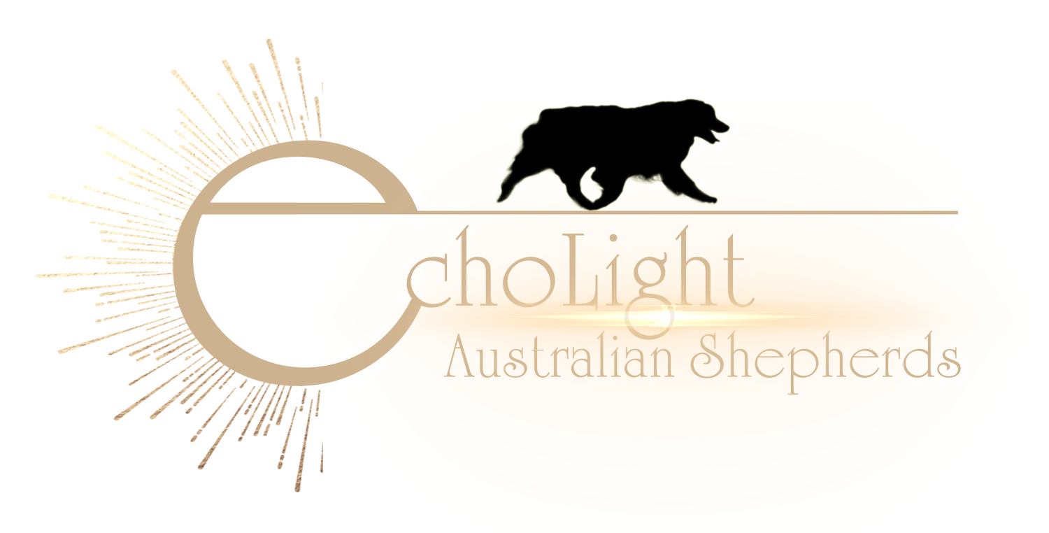 Echolight Australian Shepherds
