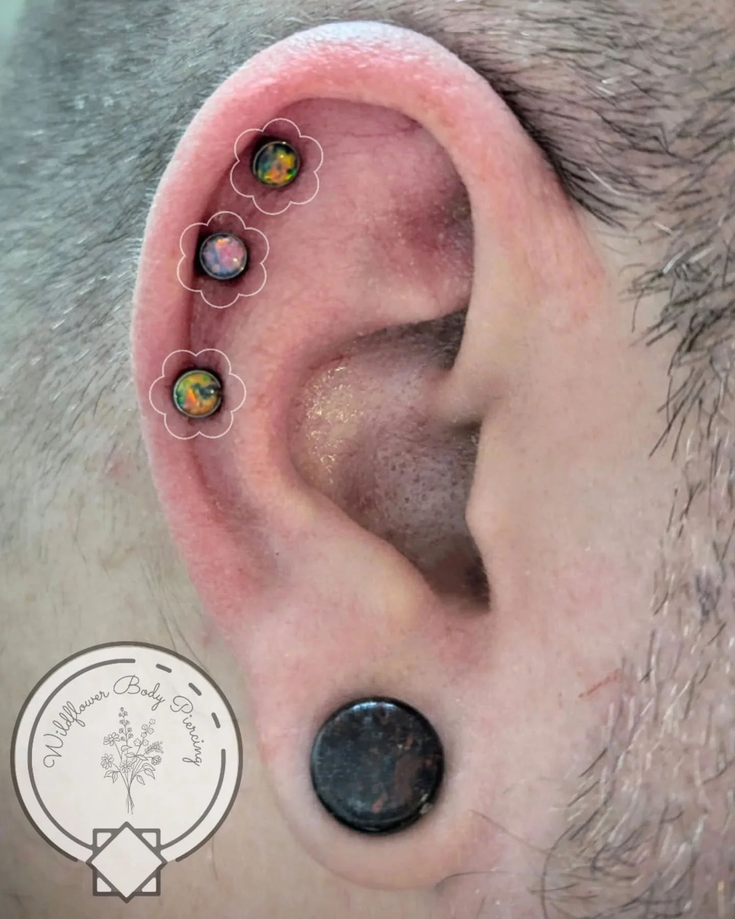 A fantastic trio of helix piercings for Alex. He chose these alternating "Autumn Falls" &amp; "French Lavender" opals from @junipurrjewelry and let me do them all at 14g so they can balance those big beautiful ends, &amp; will sup