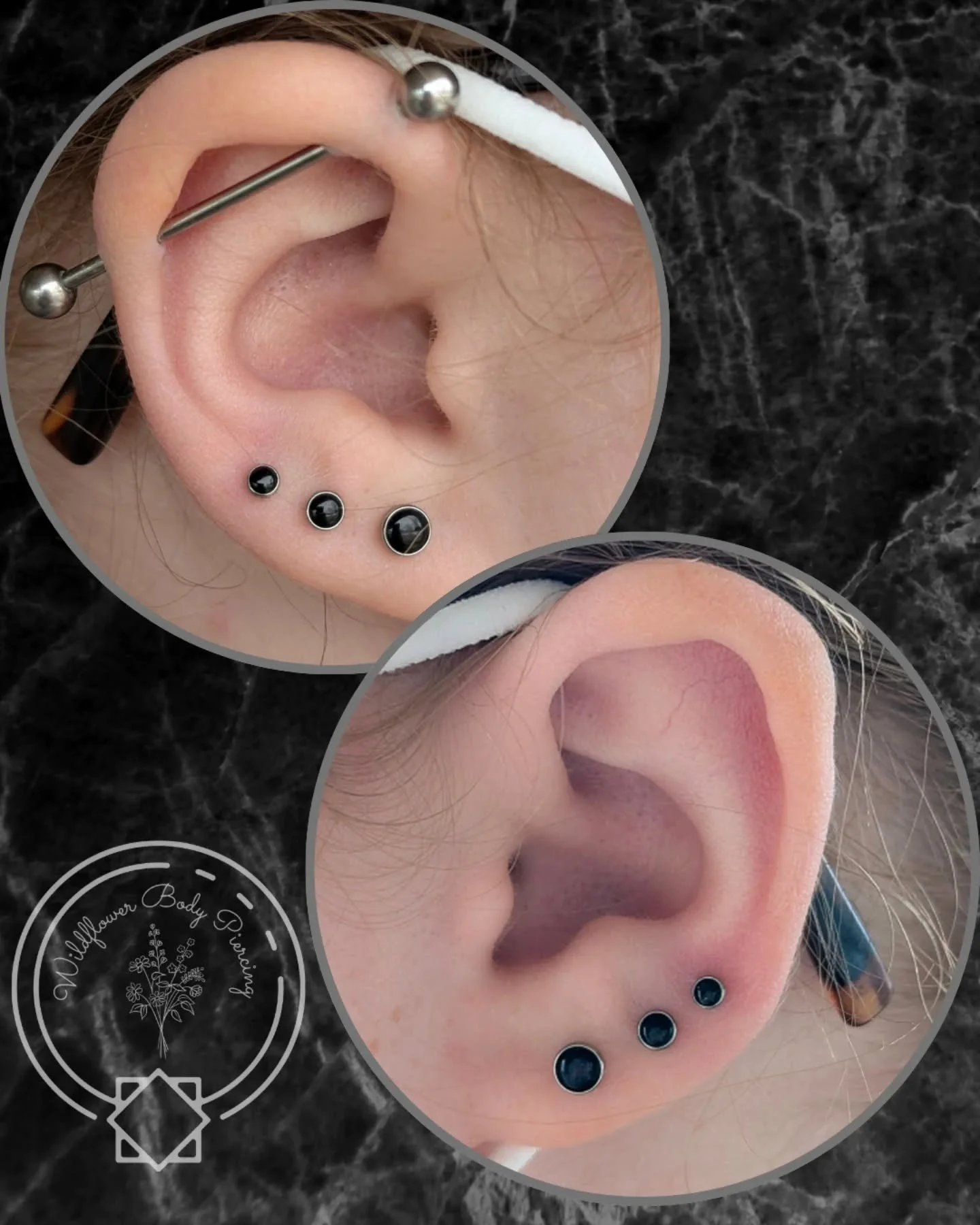 Lola came in to have me pierce her second and third set of lobes about a month ago. She chose some stunning titanium onyx cabochons from @junipurrjewelry in descending sizes for both her new piercings and her first healed set of lobes. I was beating 