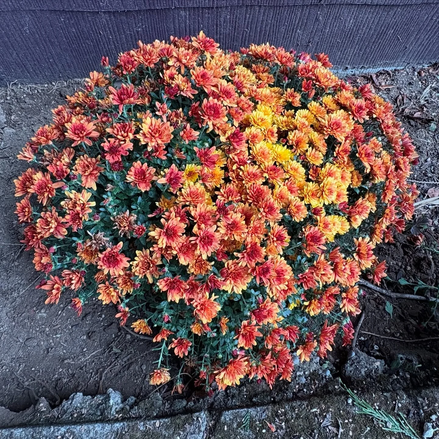 This is me this weekend in War Ravaged Portland under our cedar tree planting some fall mums. This variety is interestingly enough called &ldquo;Kickin&rsquo; Spicy Orange.&rdquo; -MJ #warravagedportland
