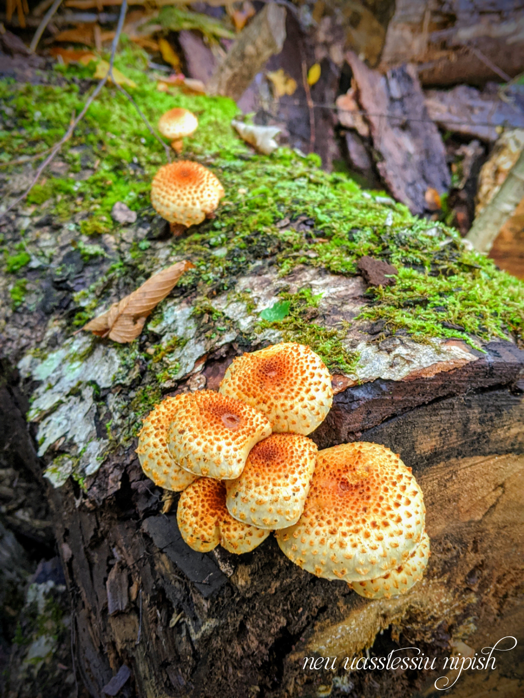 TextOnPhoto_20200911062511.png