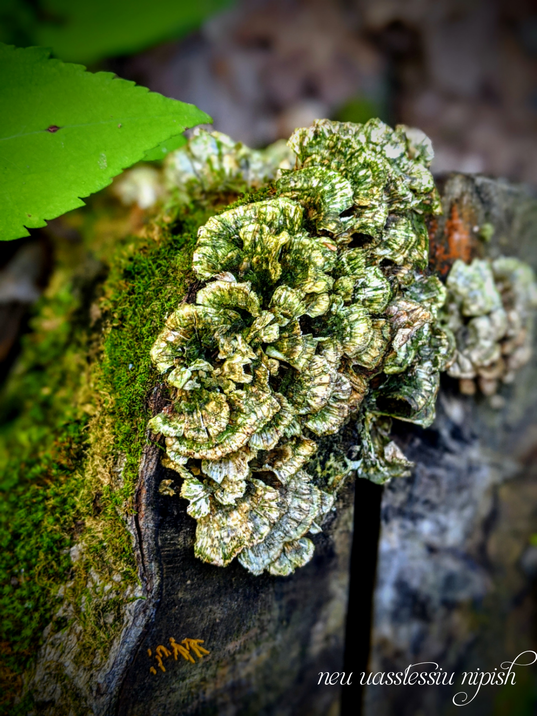 TextOnPhoto_20200921095240.png