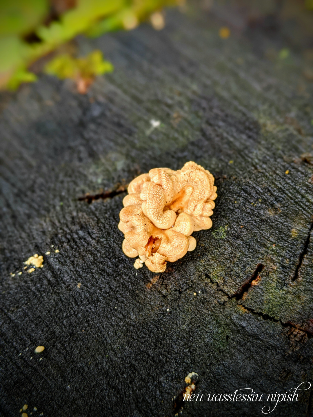 TextOnPhoto_20200908072242.png