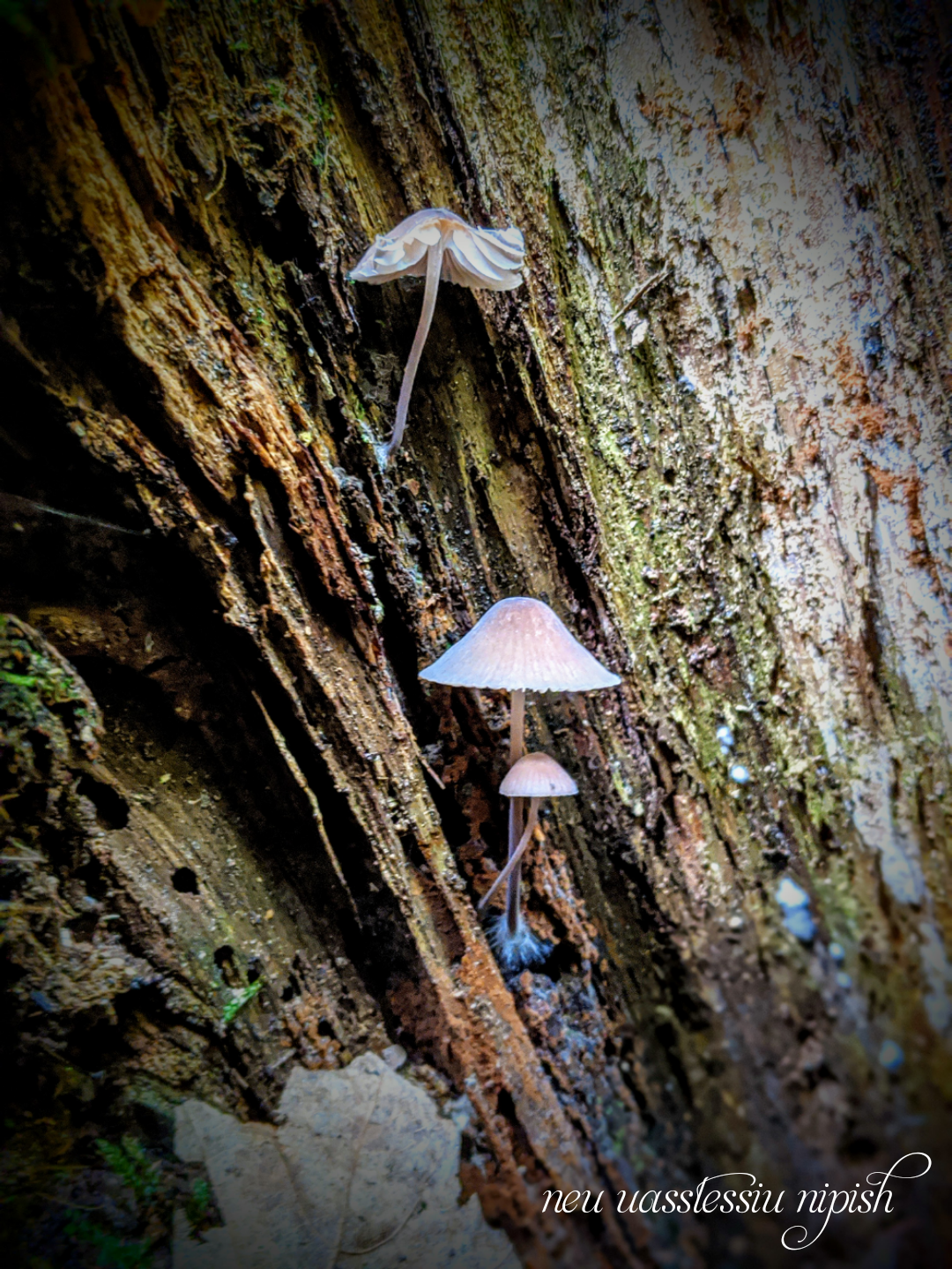 TextOnPhoto_20200921094725.png