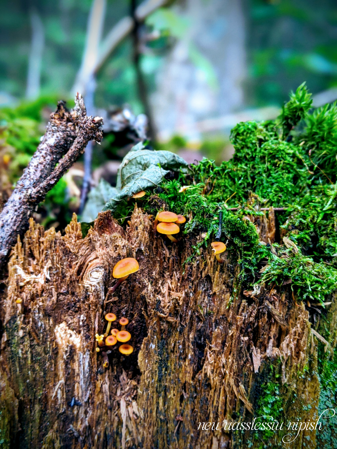 TextOnPhoto_20200911062614.png