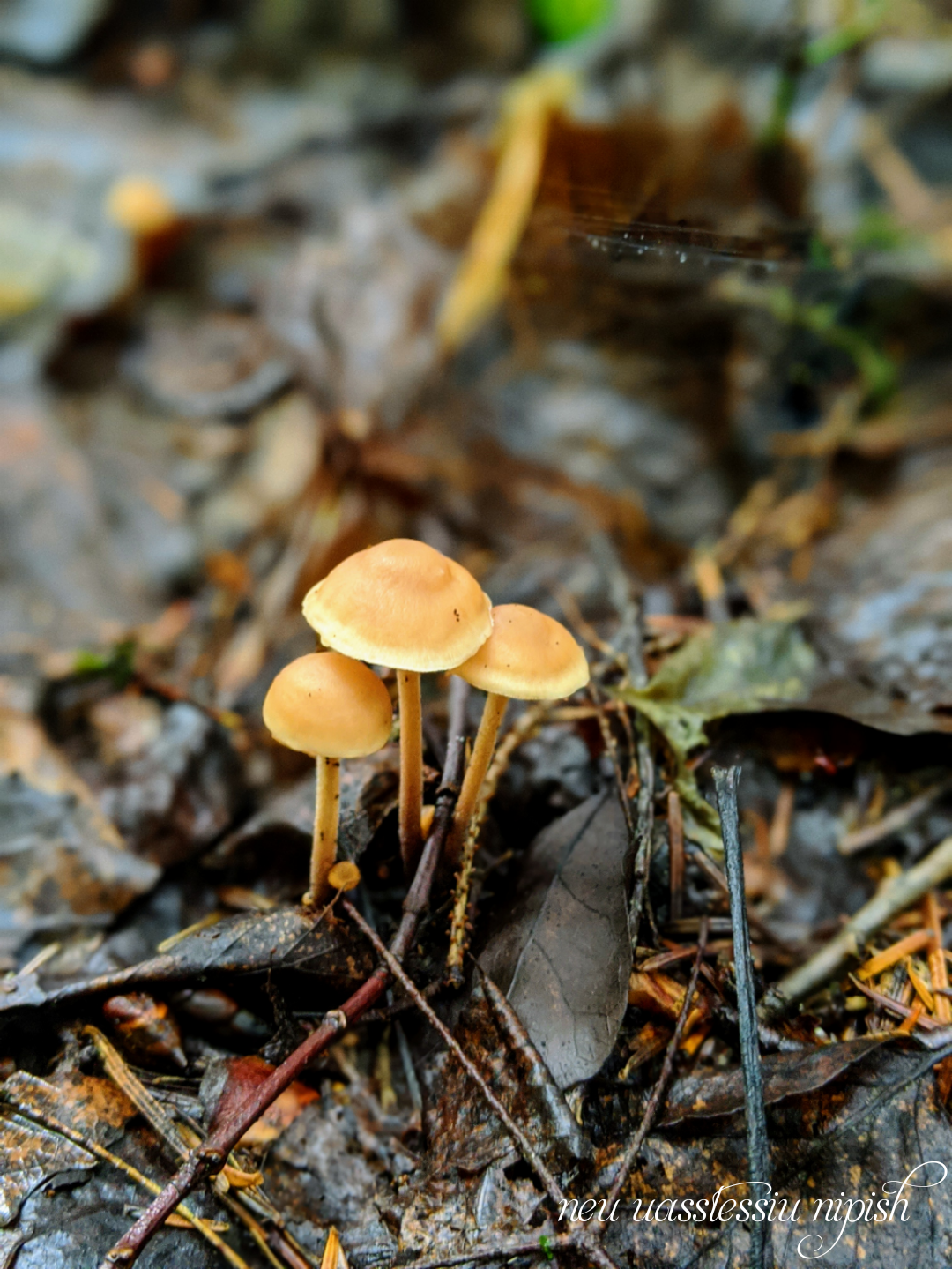 TextOnPhoto_20200911070442.png