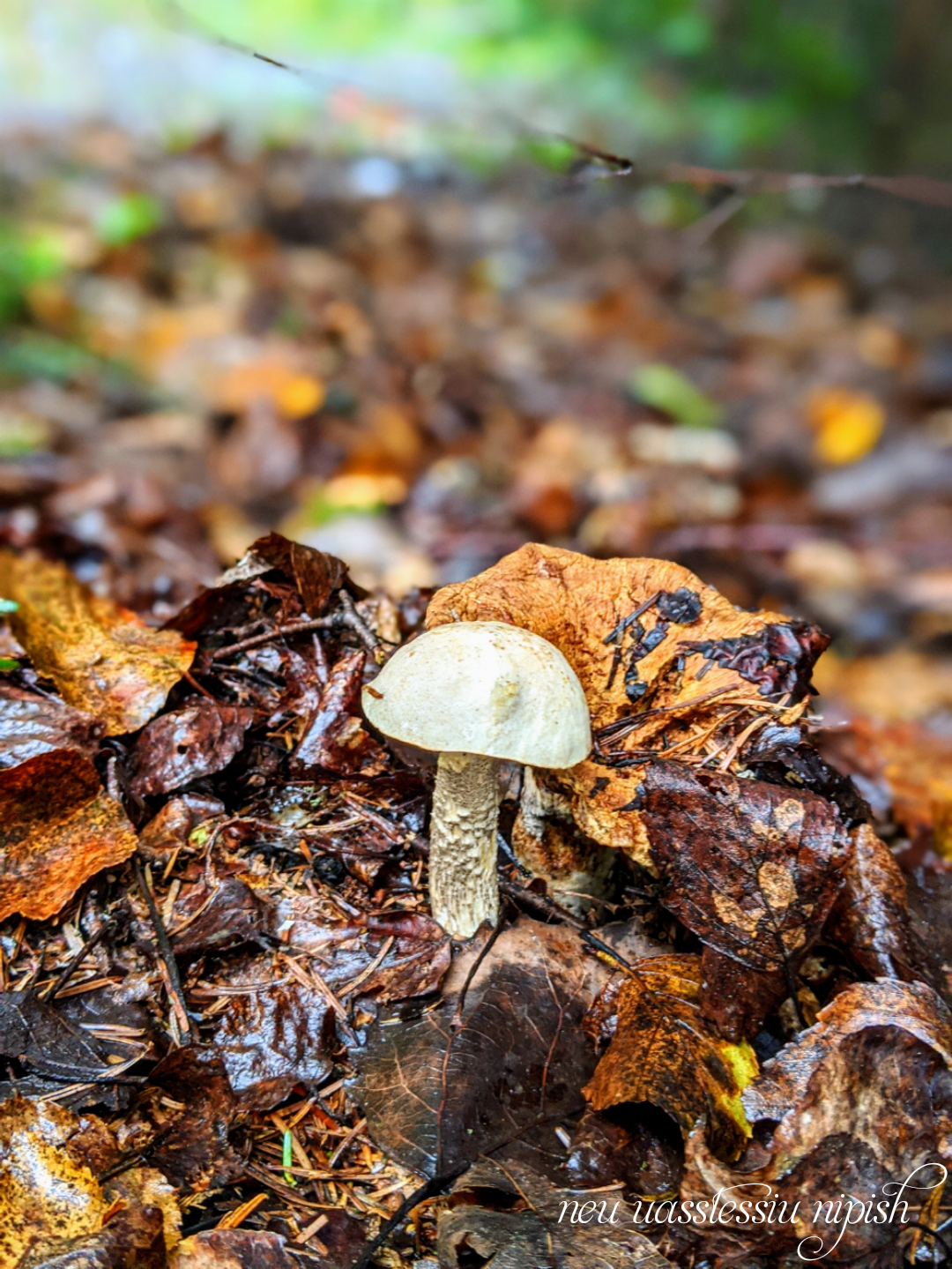 TextOnPhoto_20200911093720.png