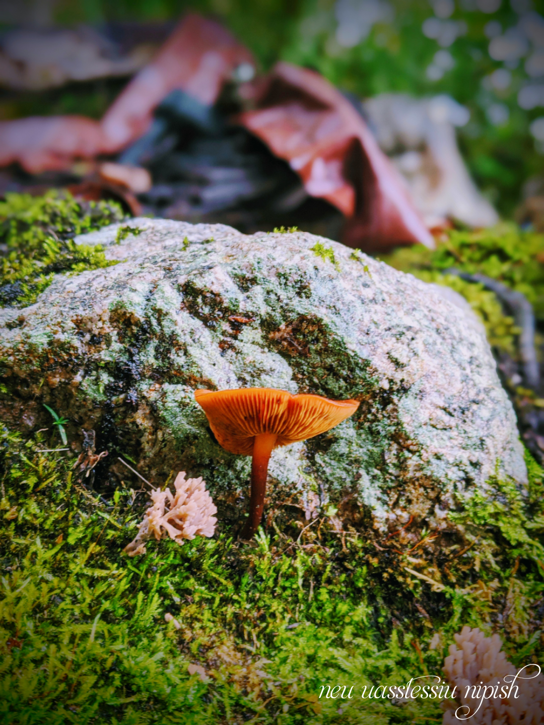 TextOnPhoto_20200911062739.png